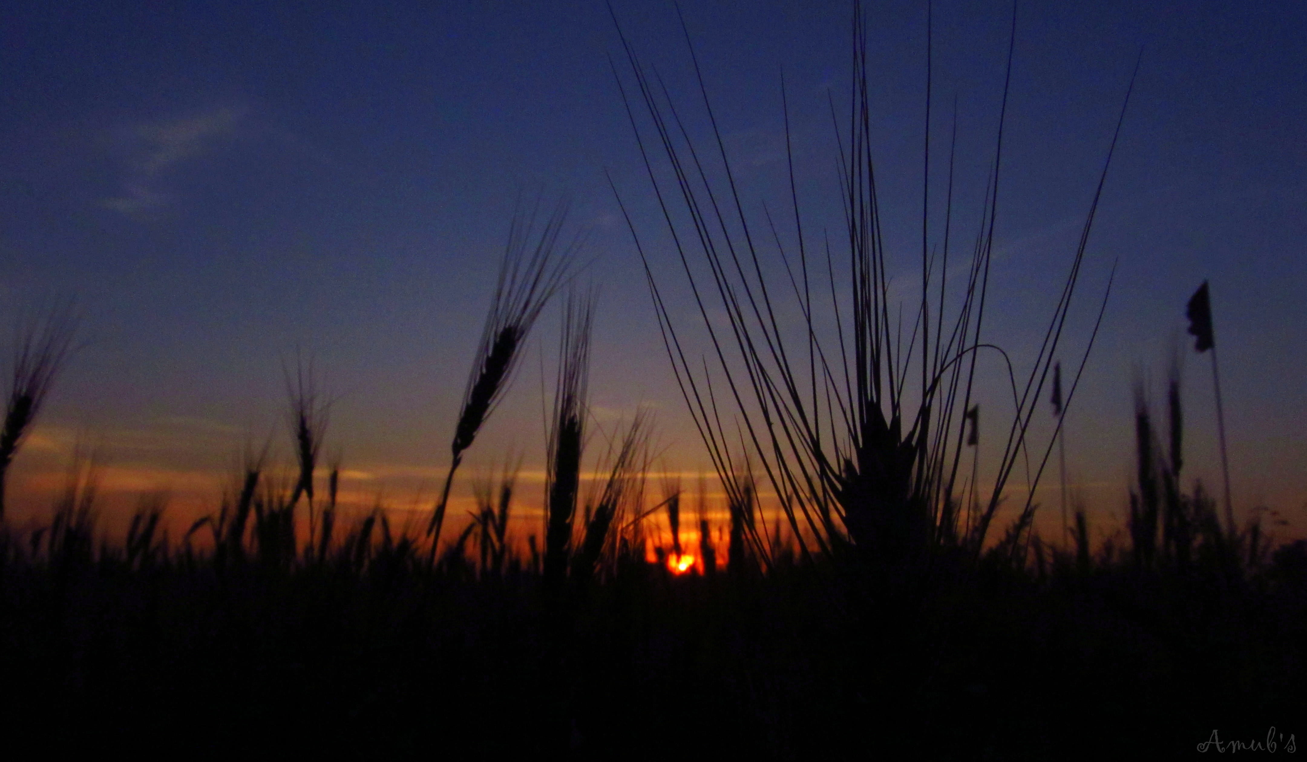 grass, vegetation, light, dusk, cloud - sky, sunset, bhopal, beauty in nature, silhouette, dawn, vegetable, land, red sky, 4K, nature, tranquil scene, HD Wallpaper