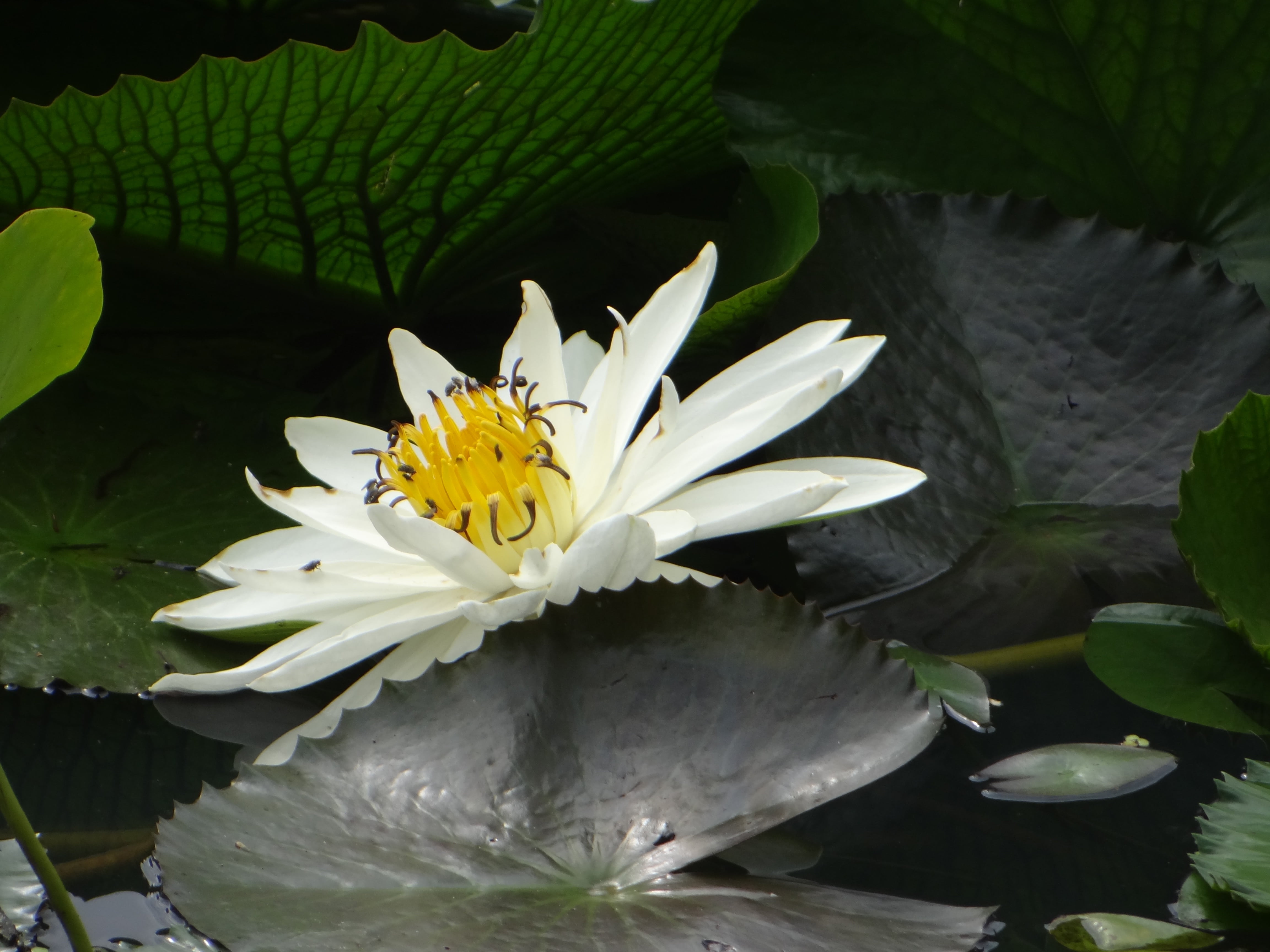 flora, colourful, lotus Water Lily, country, park, 4K, plant part, flower Head, gardening, color, close-up, summer, bloom, leaves, botanical, inflorescence, HD Wallpaper