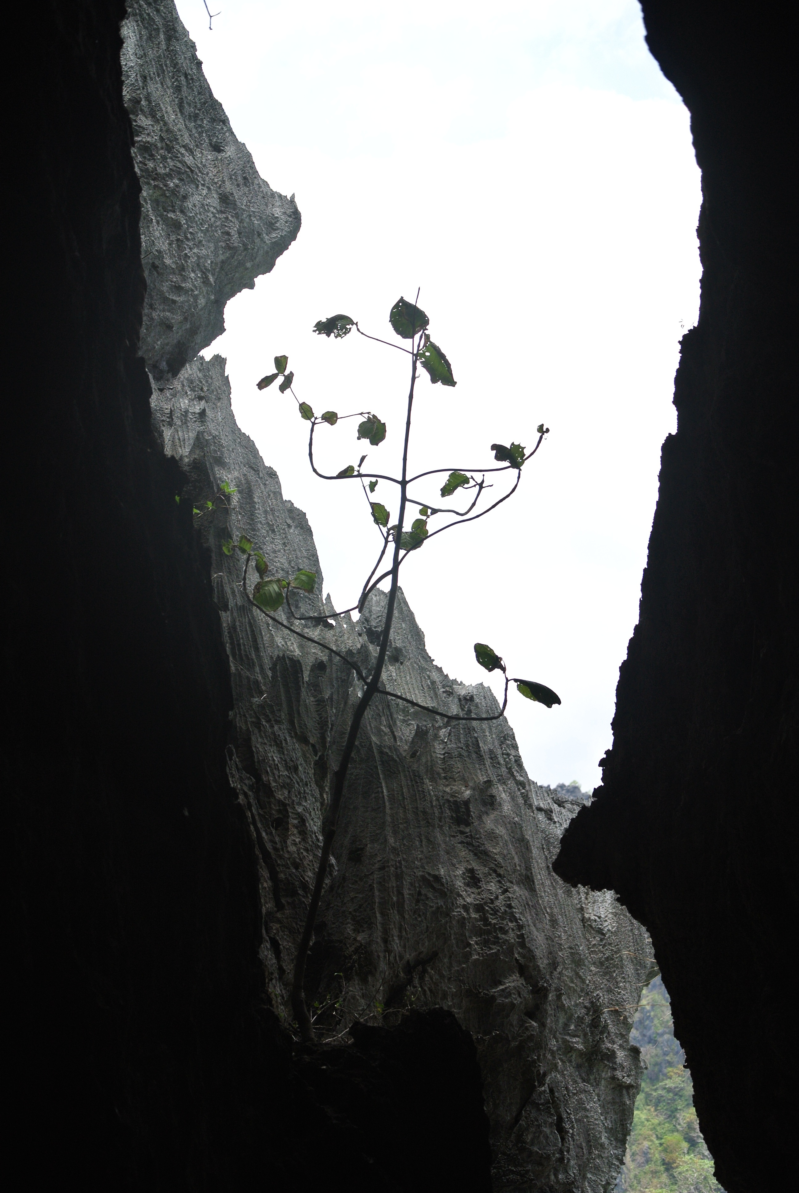 mountain, geology, scenics - nature, outdoors, rock formation, caves, plant, growth, rocks, formation, tranquil scene, limestone, day, low angle view, tranquility, Phone HD Wallpaper
