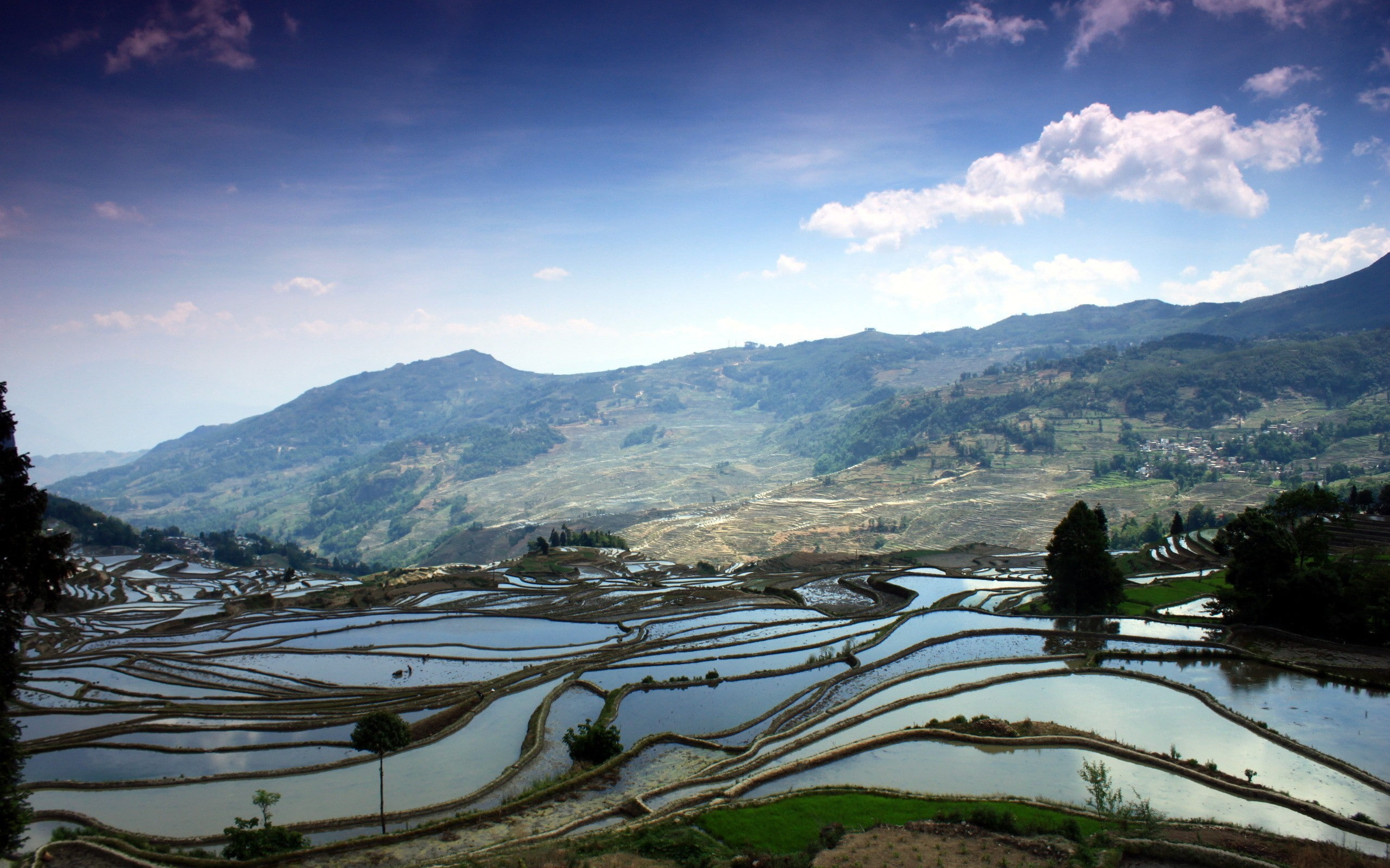 grass, rice paddy, 2K, HD Wallpaper