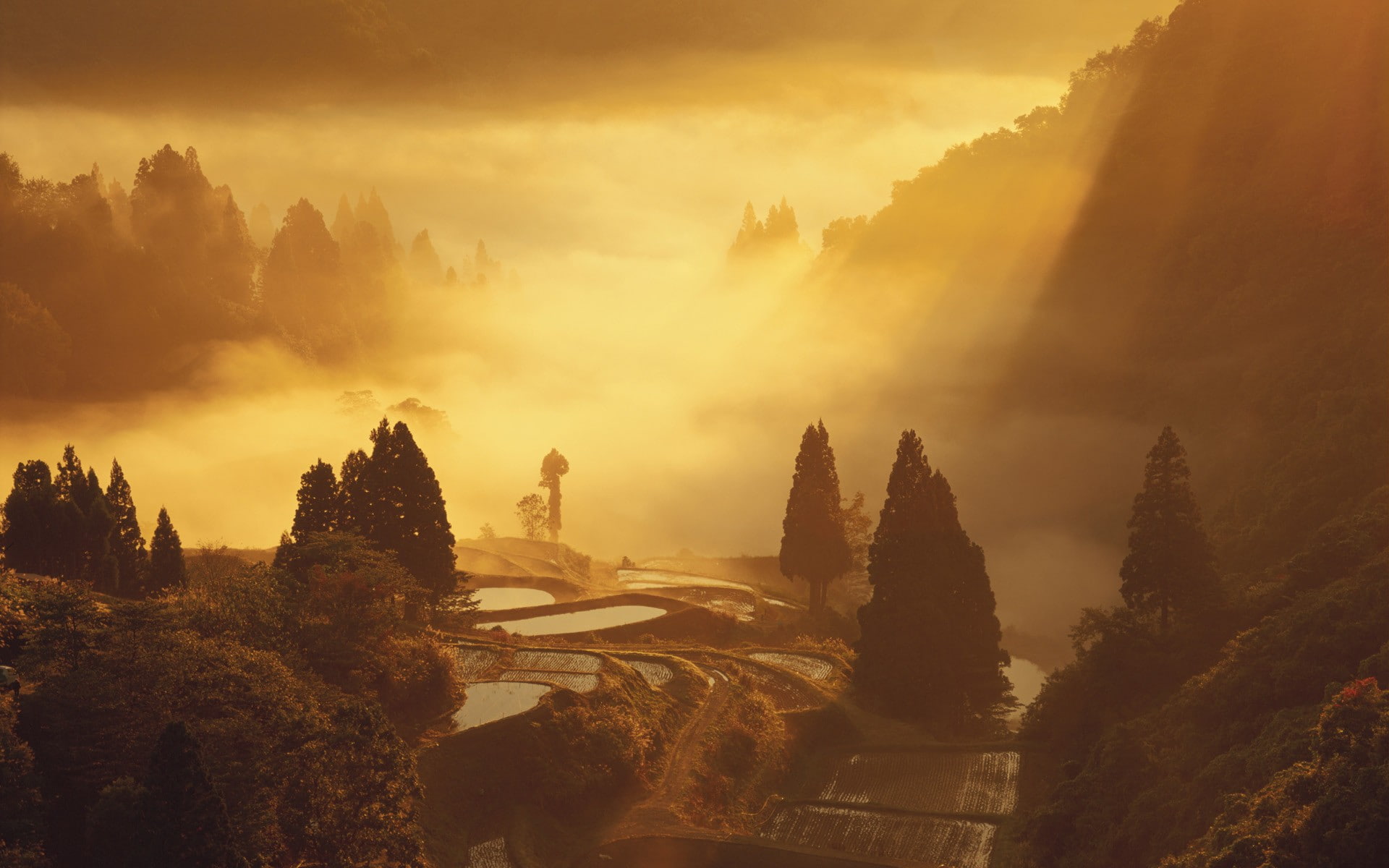 plants, trees, 1080P, landscape, photography, nature, mist, rice paddy, HD Wallpaper