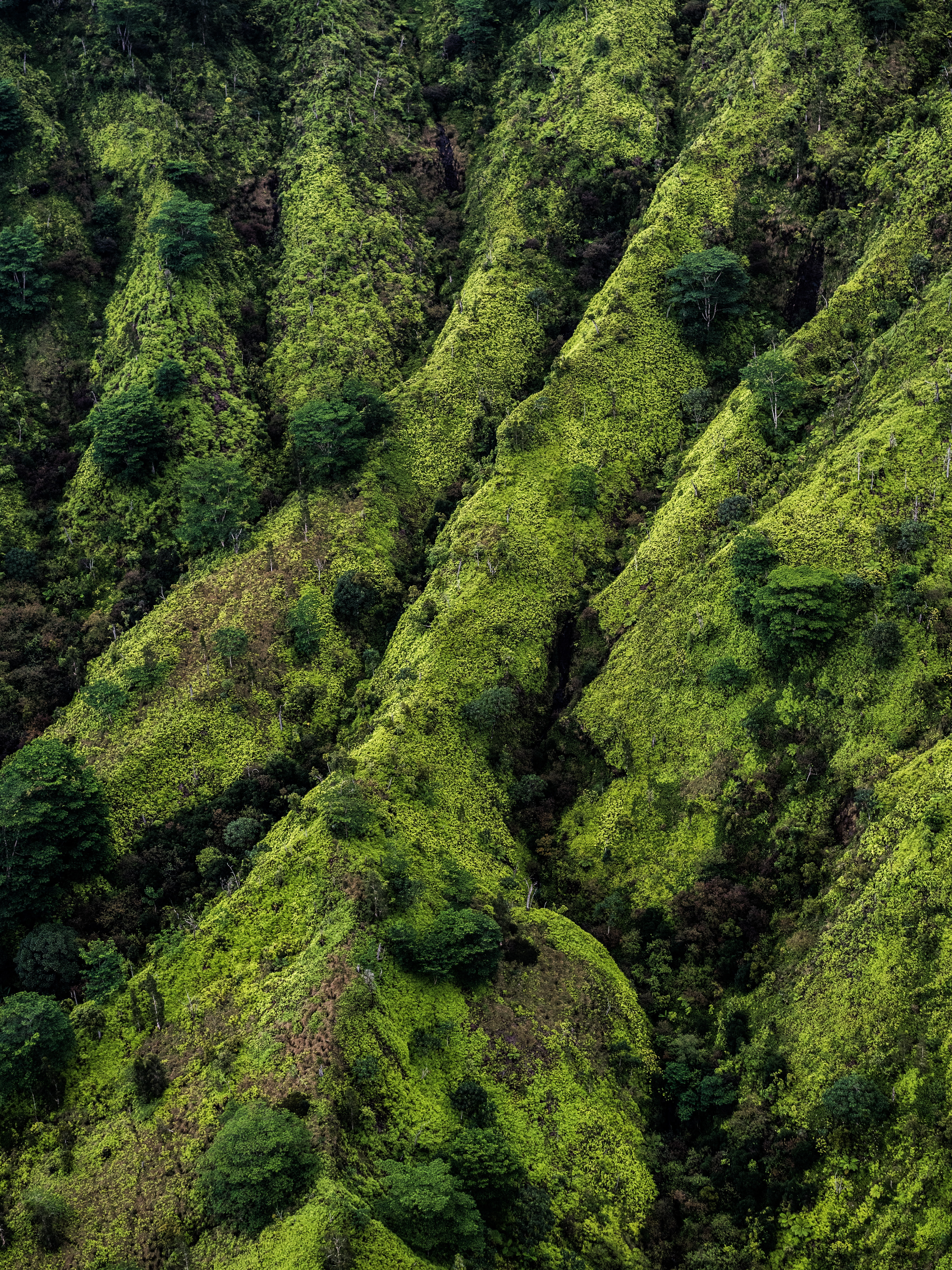 tea crop, tranquility, foliage, day, environment, high angle view, tree, landscape, forest, trees, beauty in nature, plant, growth, green color, land, plantation, Phone HD Wallpaper