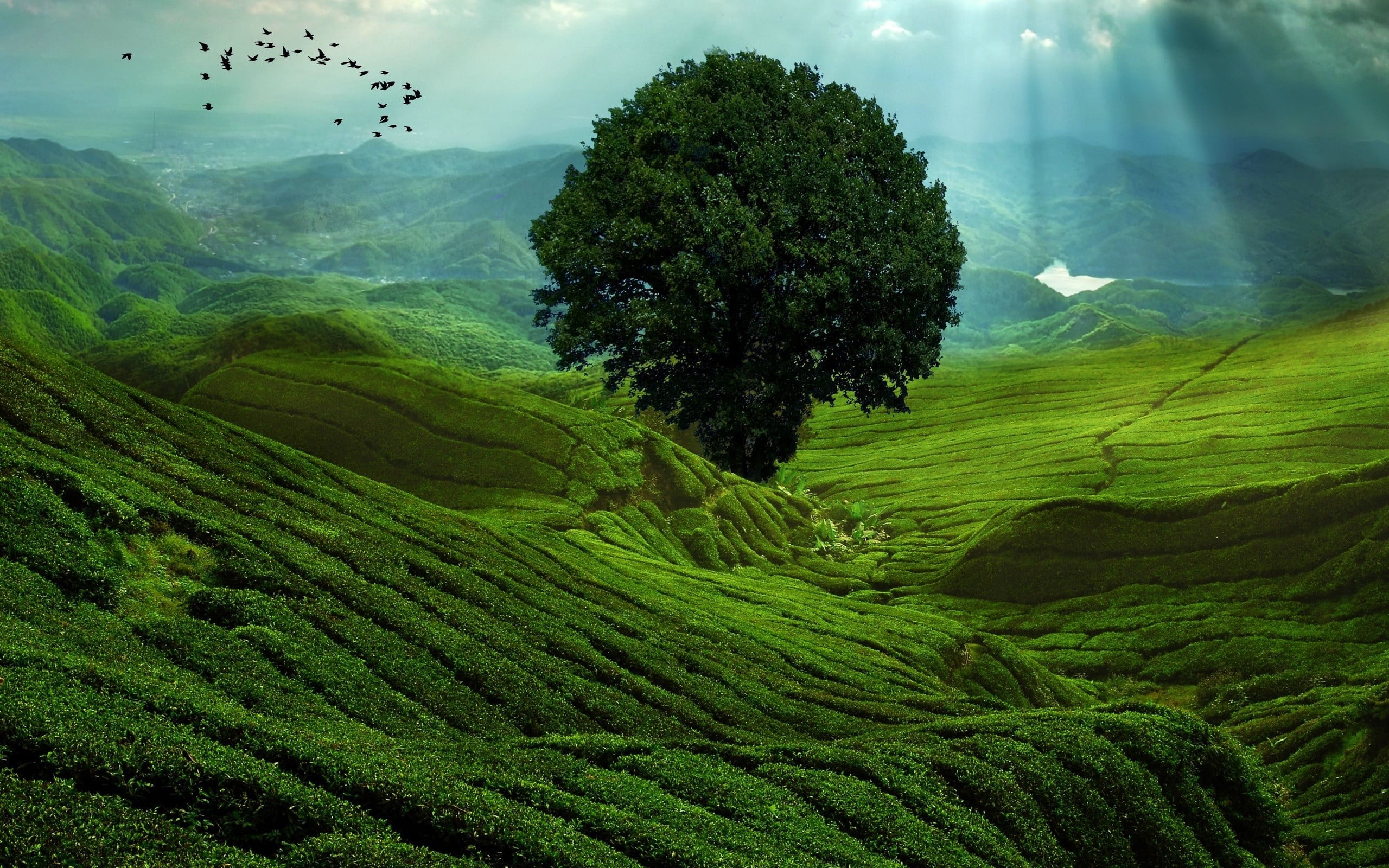 nature, environment, day, growth, leafed, agriculture, tea crop, tranquility, cloud - sky, birds, tree, mountain, green color, sky, tranquil scene, beauty in nature, HD Wallpaper