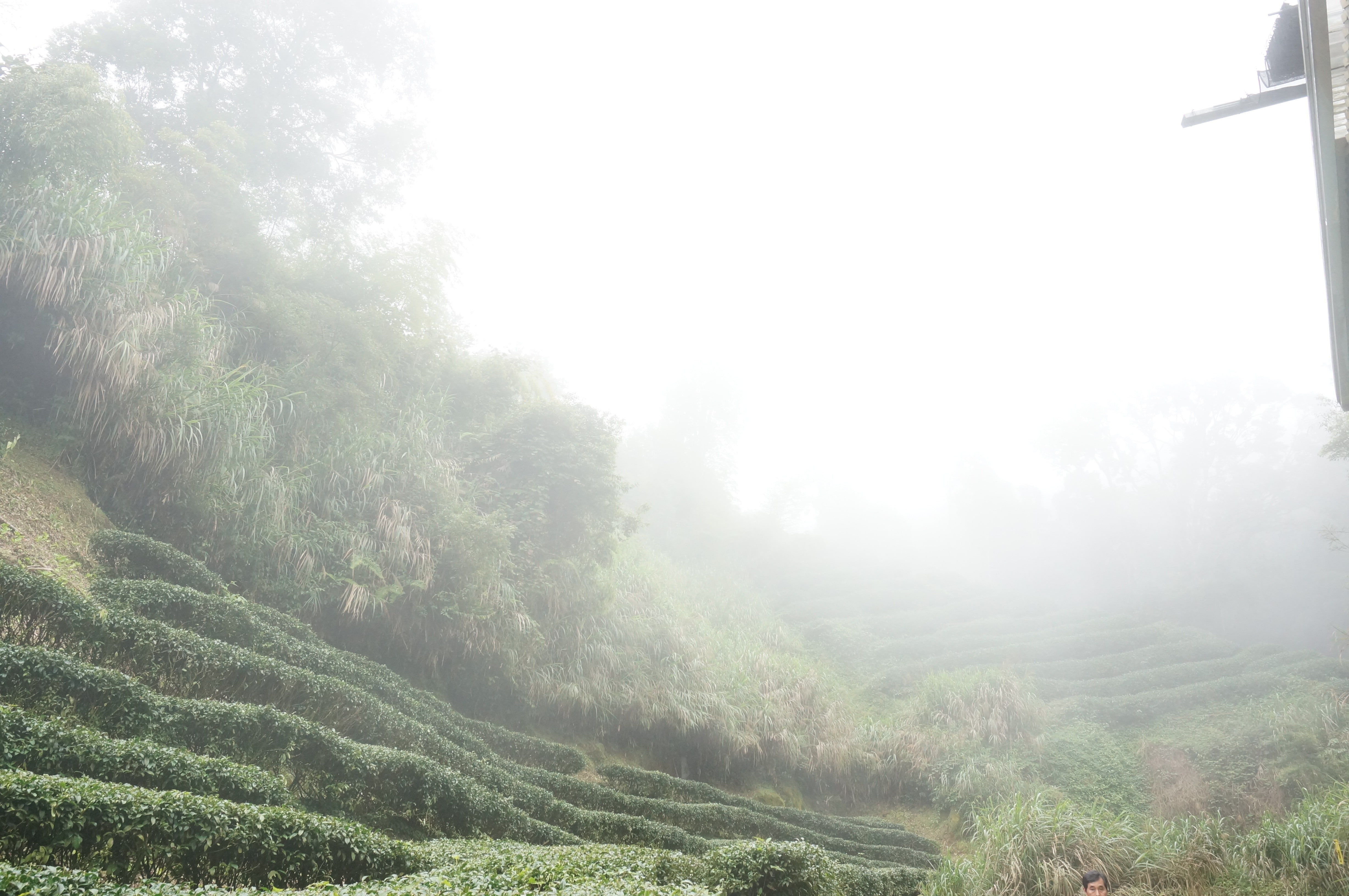 tranquility, fog, sky, green color, growth, plant, environment, tea crop, rural scene, 4K, day, field, beauty in nature, idyllic, forest, landscape, no people, HD Wallpaper