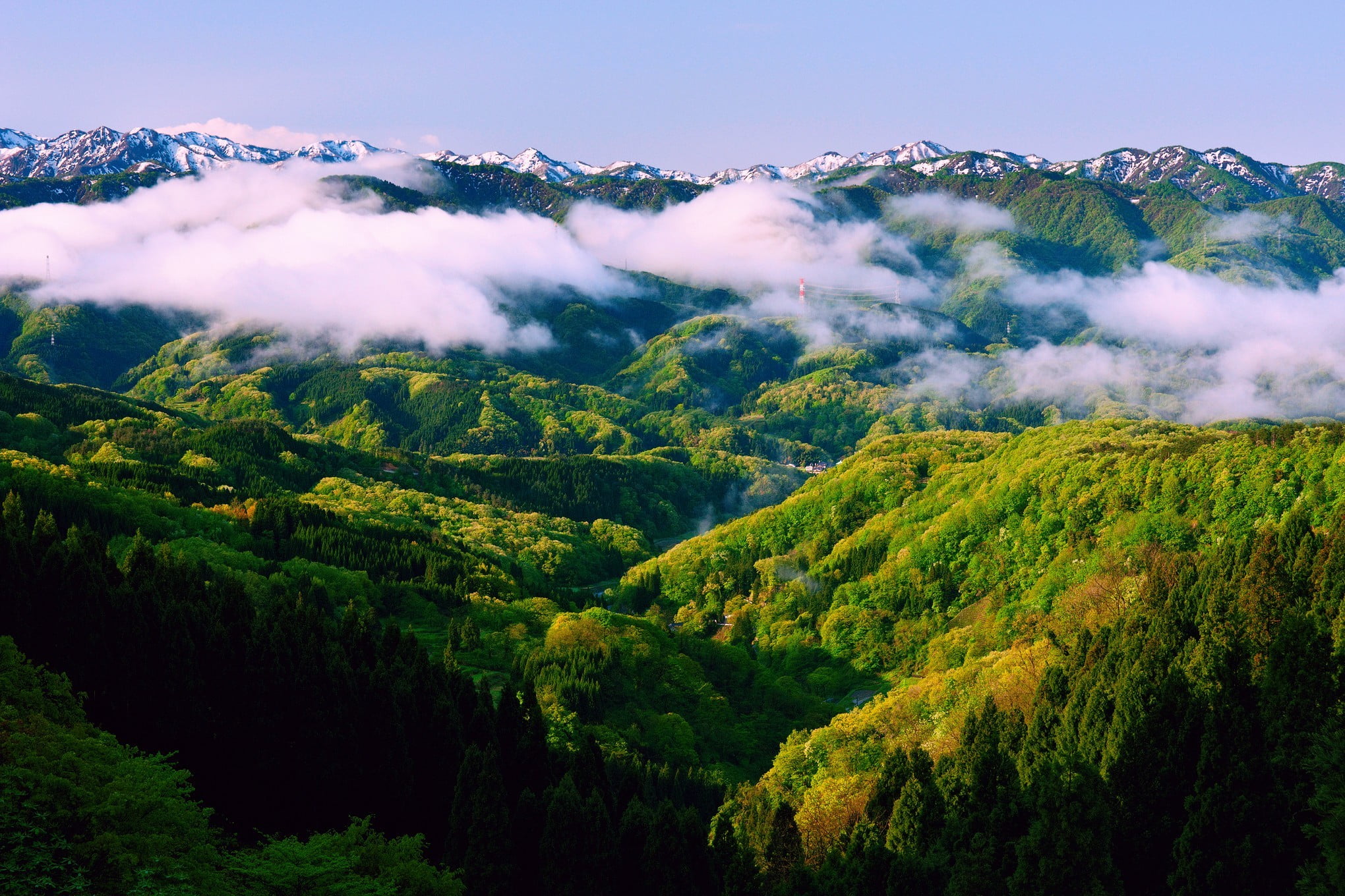 mountains, mountain range, covered, no people, nature, trees, scenics - nature, forest, plant, 1080P, tranquil scene, woodland, tranquility, tree, beauty in nature, HD Wallpaper