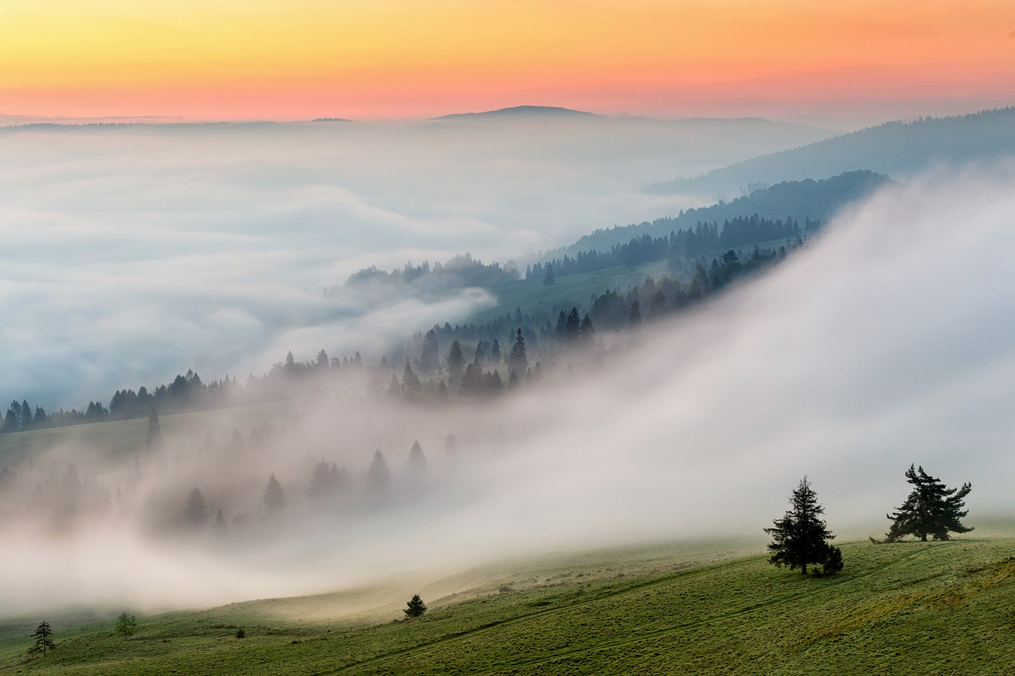 field, nature, tranquil scene, tree, mountain, fog, remote, tranquility, grass, beauty in nature, land, outdoors, scenics - nature, tea crop, plant, 1080P, HD Wallpaper