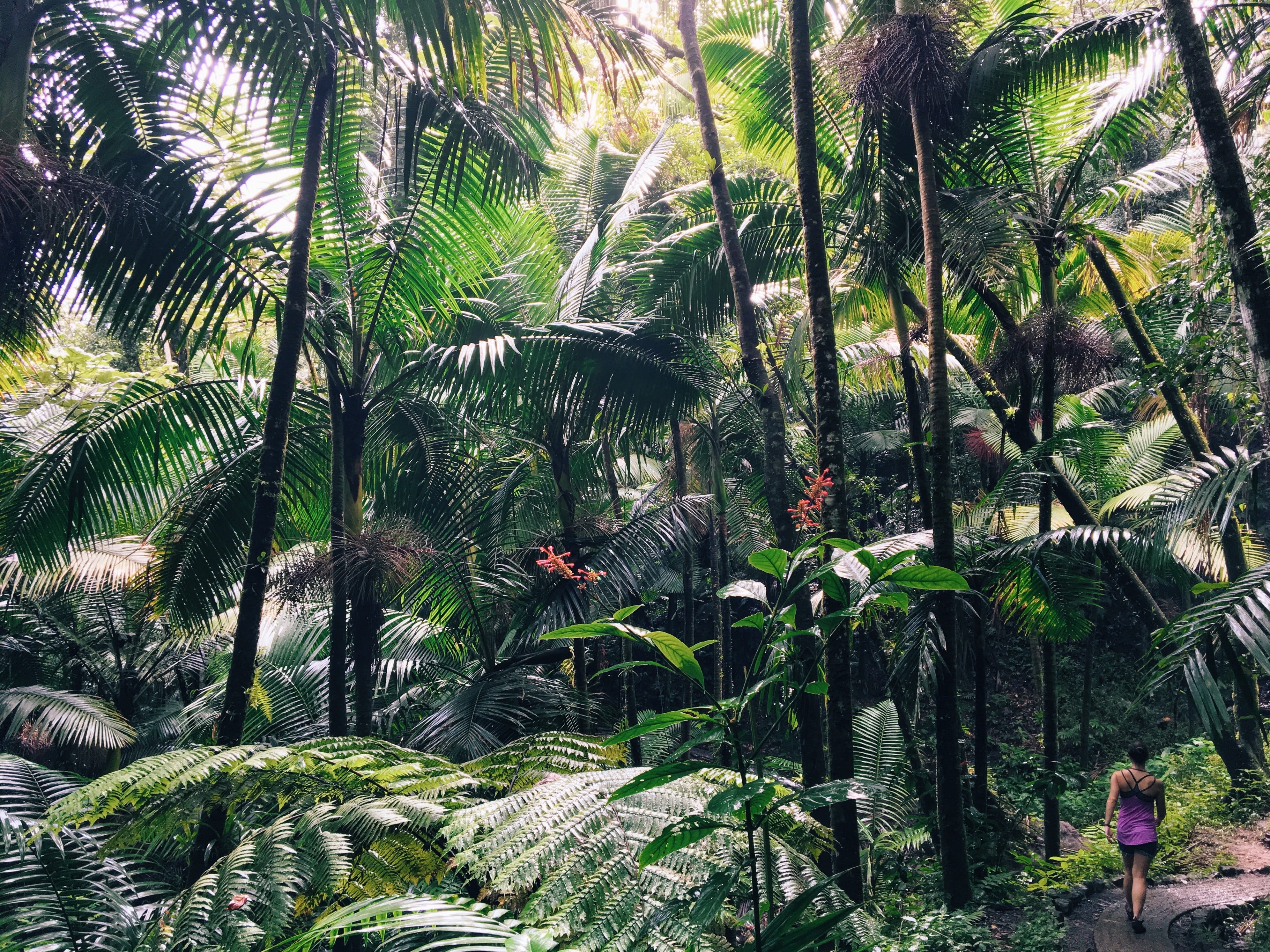 tranquil scene, forest, coconut palm tree, sunlight, no people, trees, animal, plant, outdoors, land, beauty in nature, hiking, palm tree, tropical, tree, HD Wallpaper
