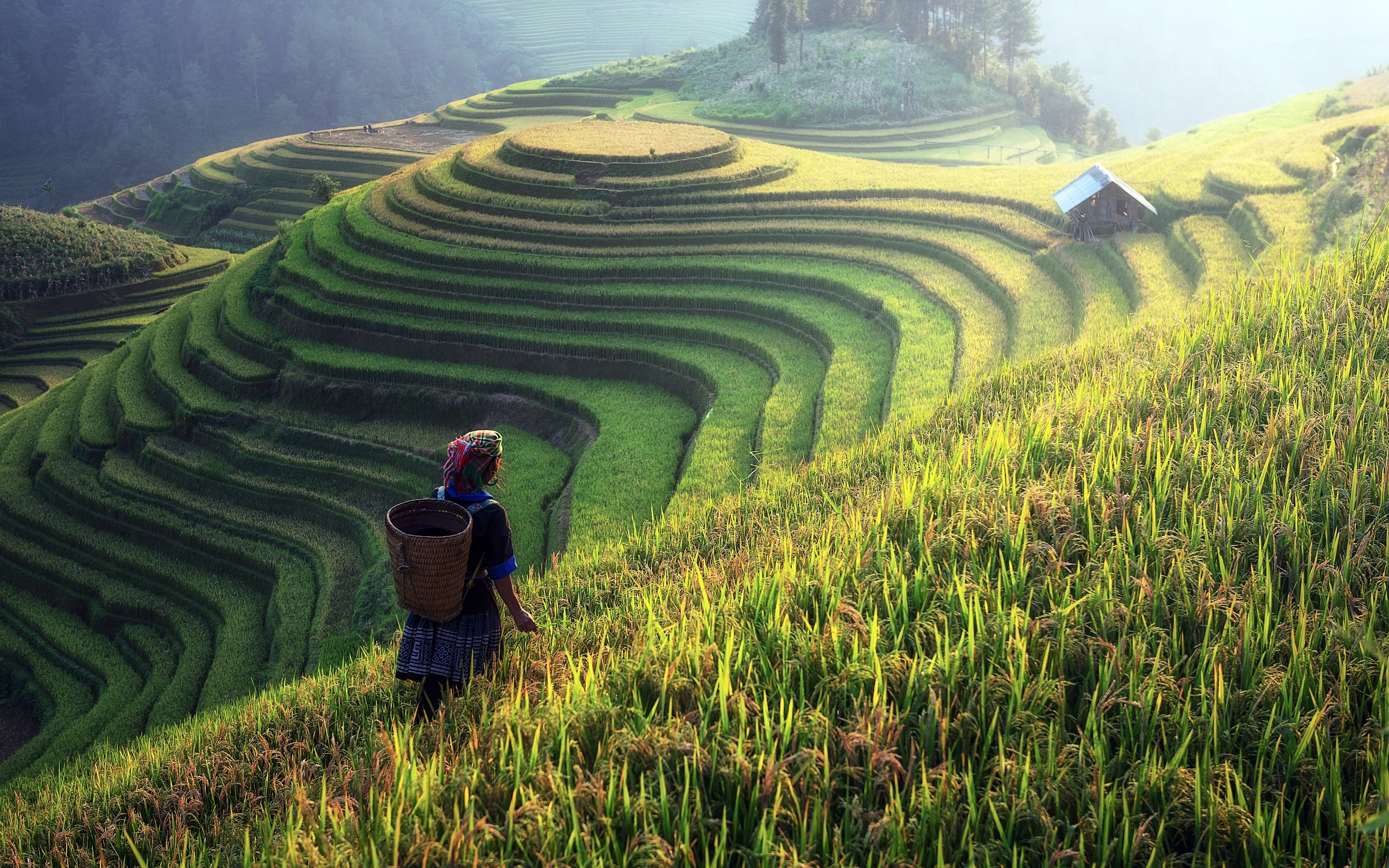 farm, rice paddy, morning, summer, adult, occupation, outdoors, farmer, field, land, gardening, rice - cereal plant, crop, terraced field, plant, growth, HD Wallpaper