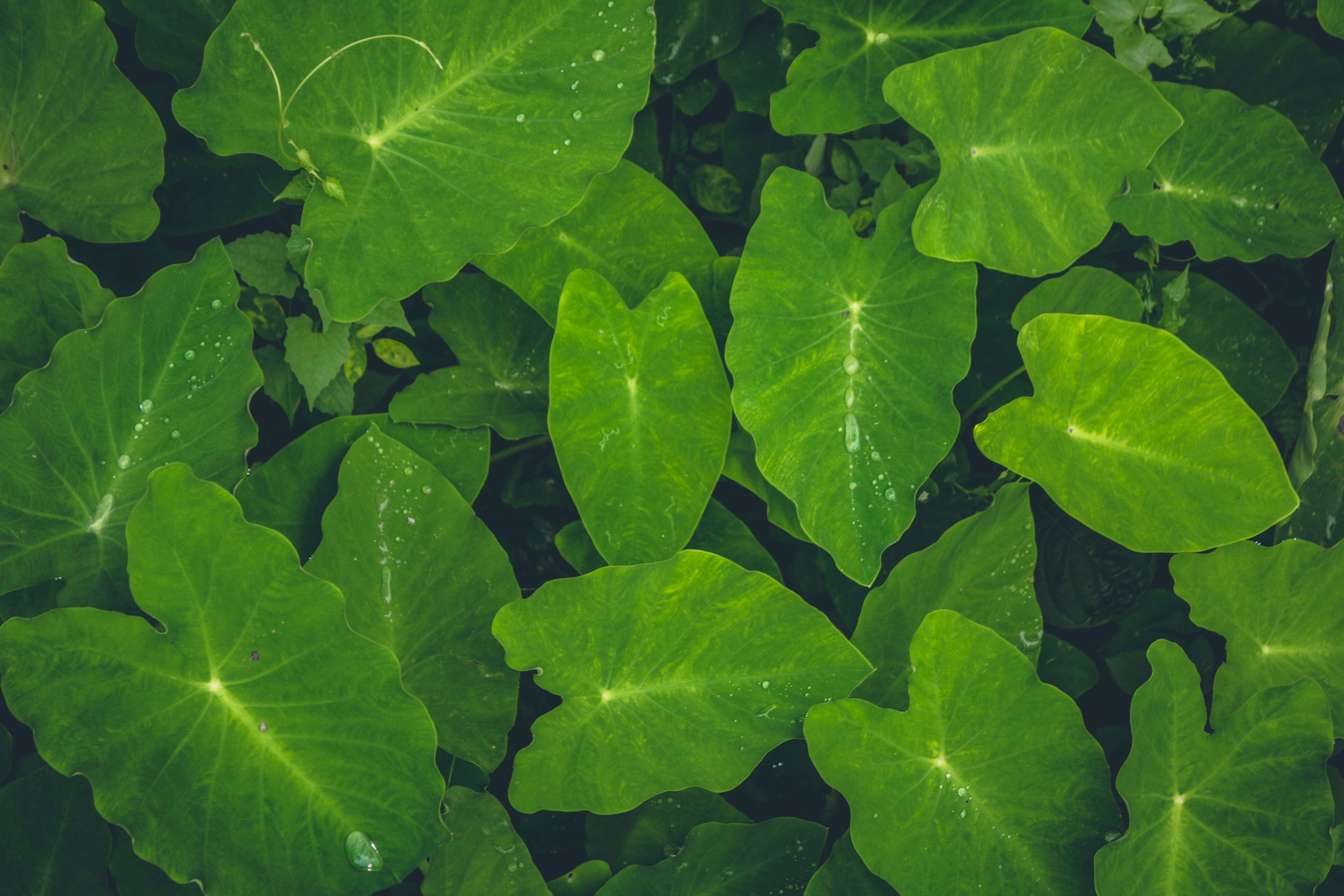 freshness, beauty in nature, outdoors, kerala, purity, leaf, water, plant part, high angle view, close-up, day, india, floating on water, no people, backgrounds, HD Wallpaper