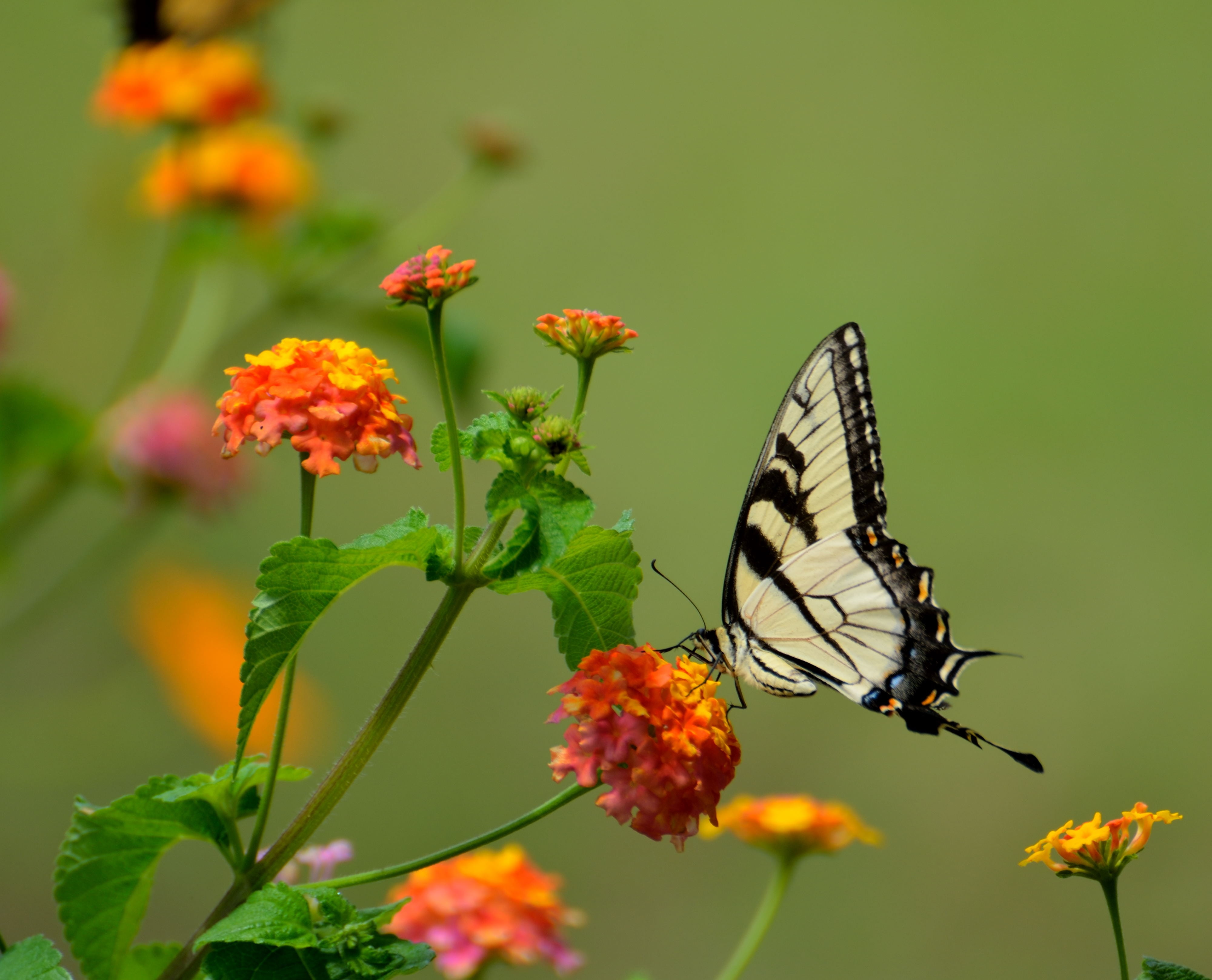 pattern, feeding, swallowtail, wing, swallow tail, resting, eastern, one animal, yellow, bush, vulnerability, growth, freshness, animals in the wild, invertebrate, HD Wallpaper