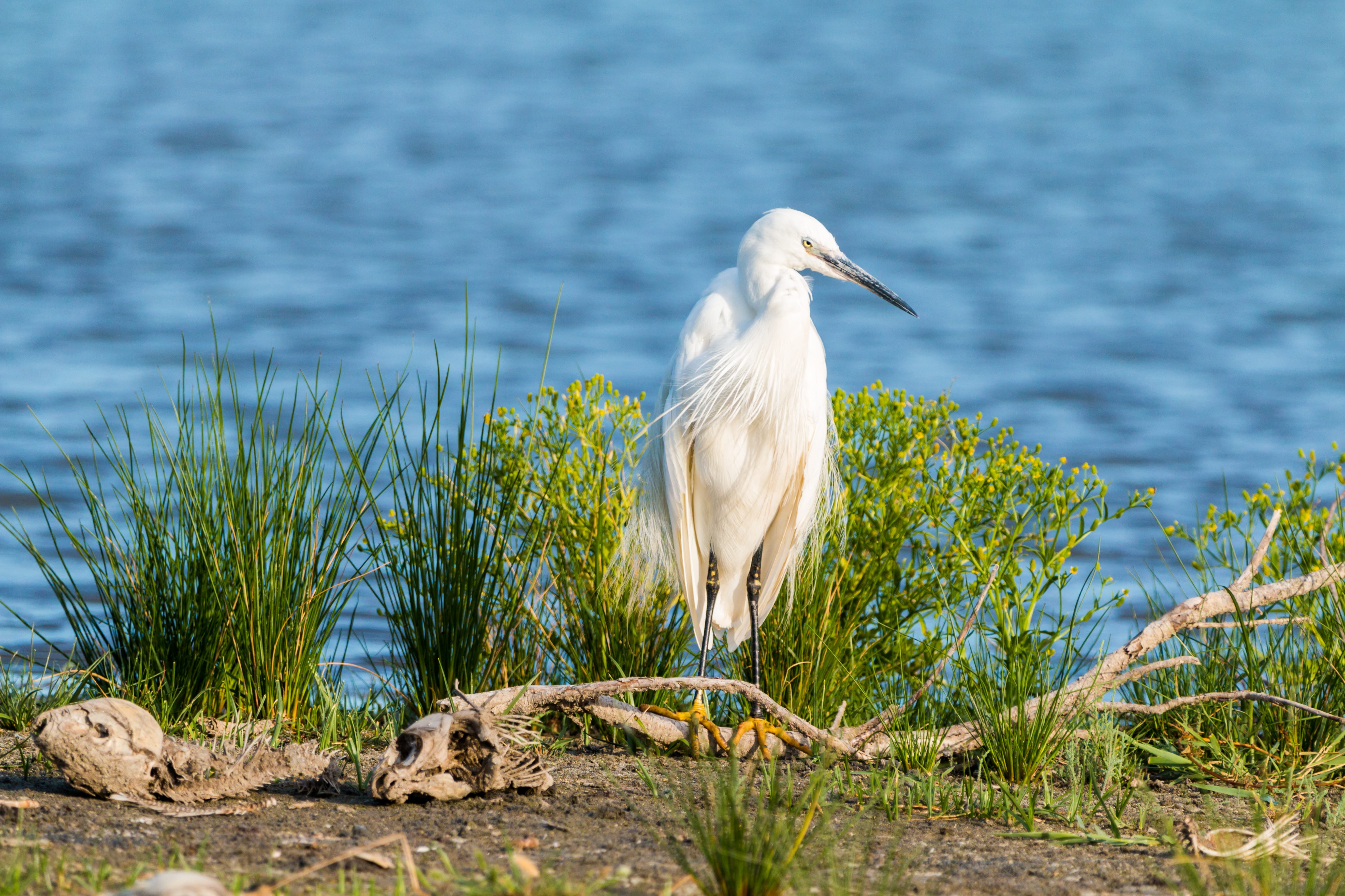 jewelry feathers, heron, white, wood, beautiful, bill, little egret, focus on foreground, idyllic, plant, water, crane, branch, standing, one animal, camargue, HD Wallpaper
