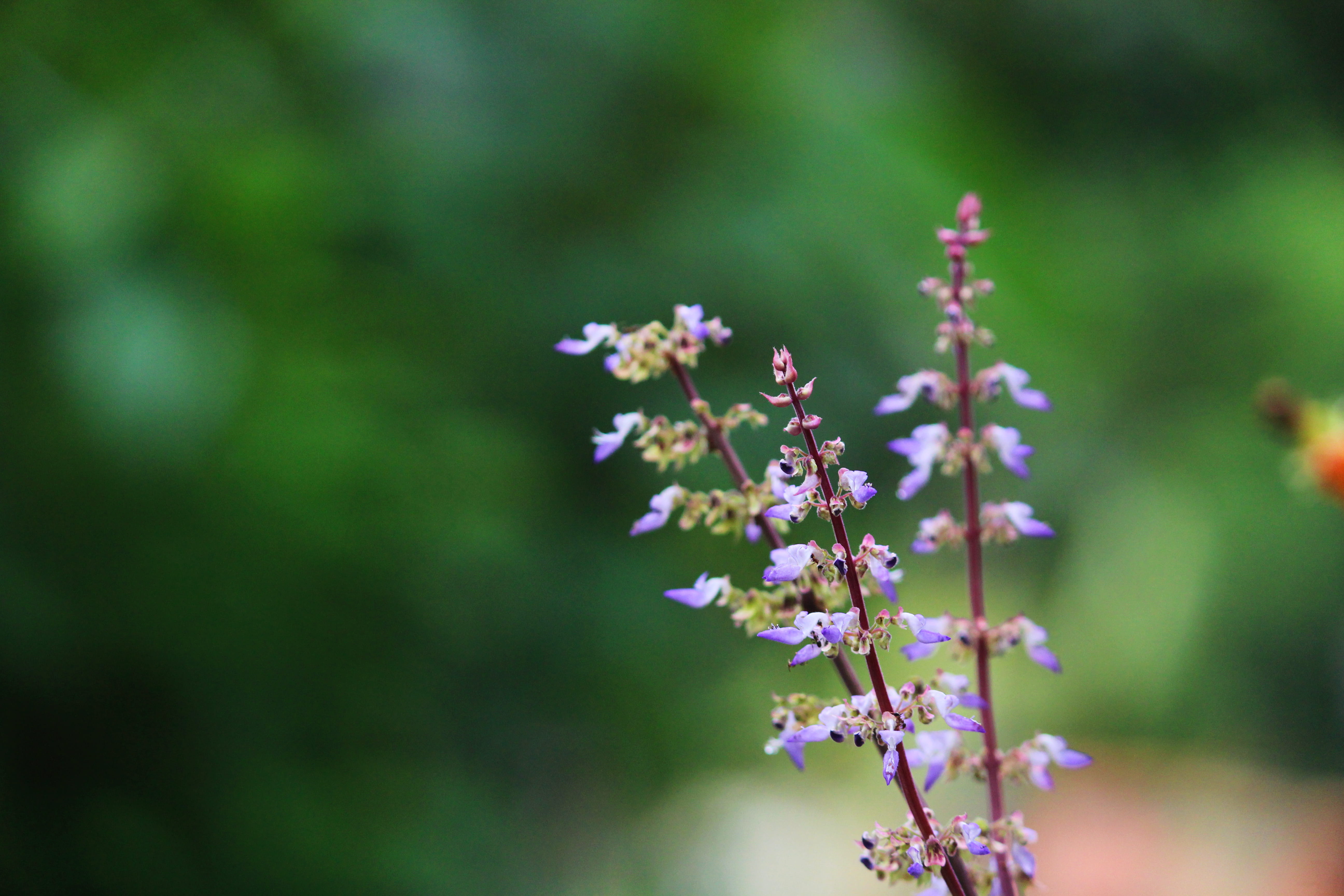 colorful, purple, flower head, plant, lavender, canon, inflorescence, selective focus, springtime, botany, india, petal, eos1200d, blue, flowering plant, HD Wallpaper