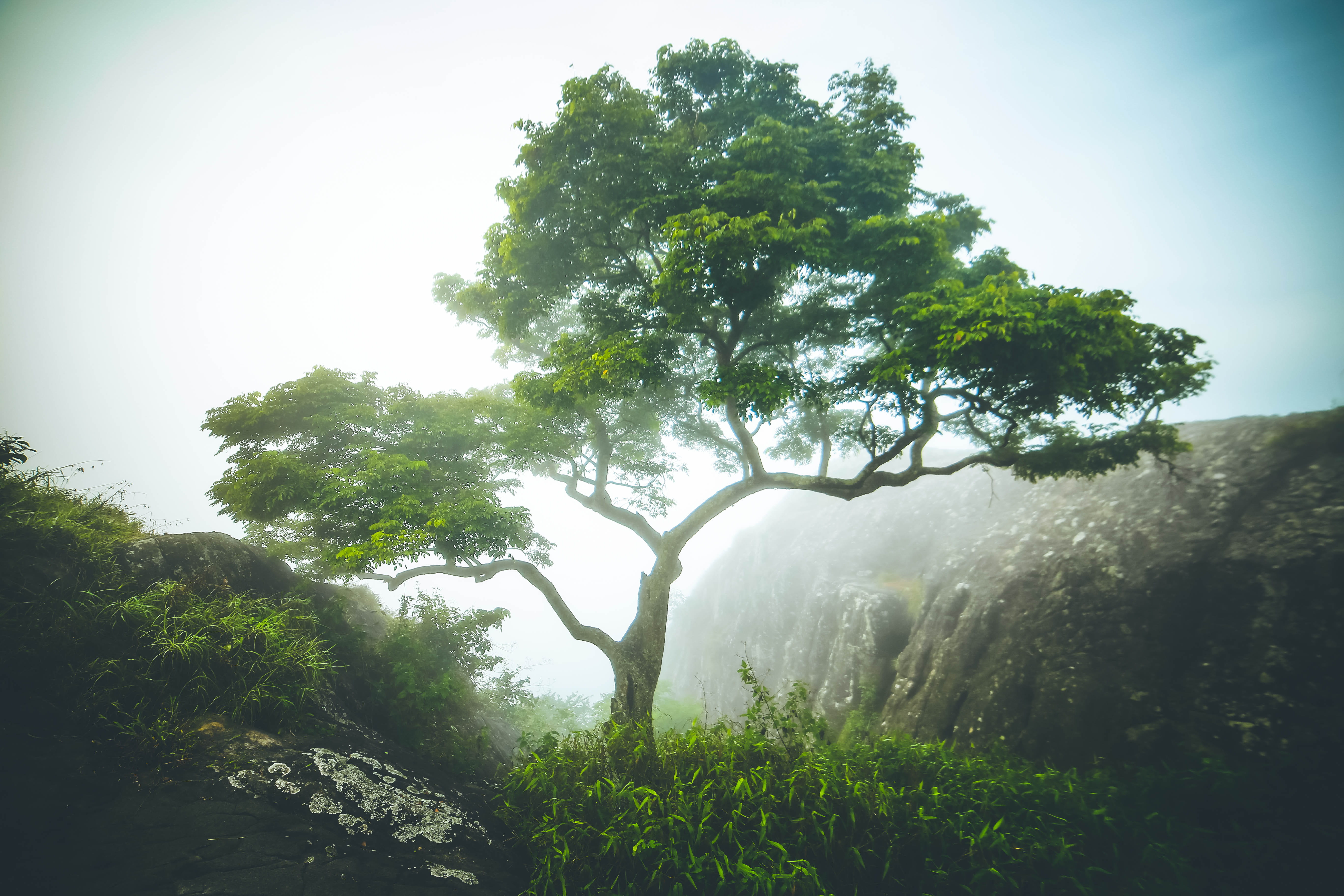 rainforest, tranquility, day, water, forest, lush foliage, tree, nature, plant, growth, no people, scenics - nature, outdoors, beauty in nature, non-urban scene, HD Wallpaper