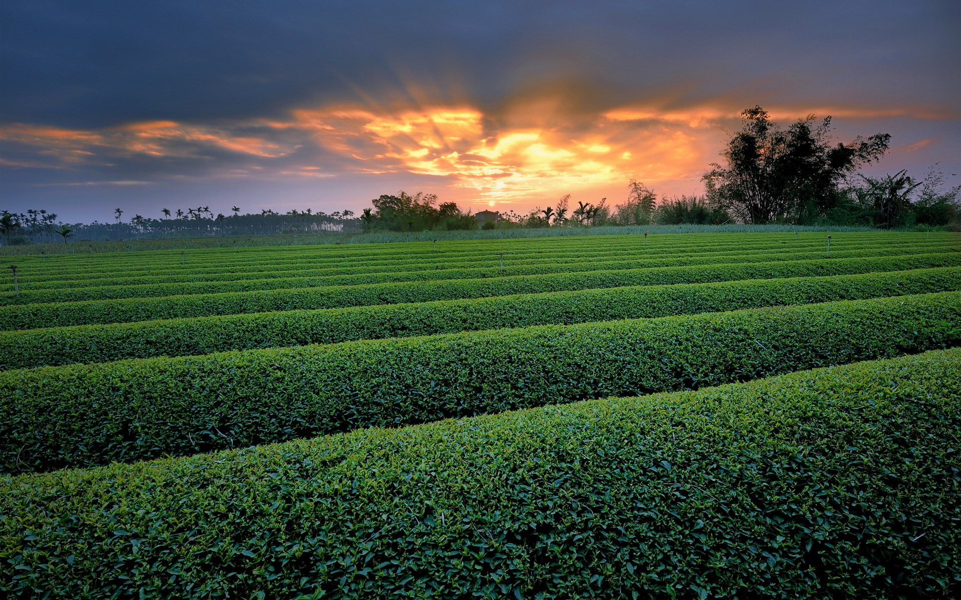 tranquil scene, nature, scenics - nature, sky, no people, plantation, field, plant, rural scene, tea leaves, tranquility, growth, landscape, farm, 1080P, HD Wallpaper