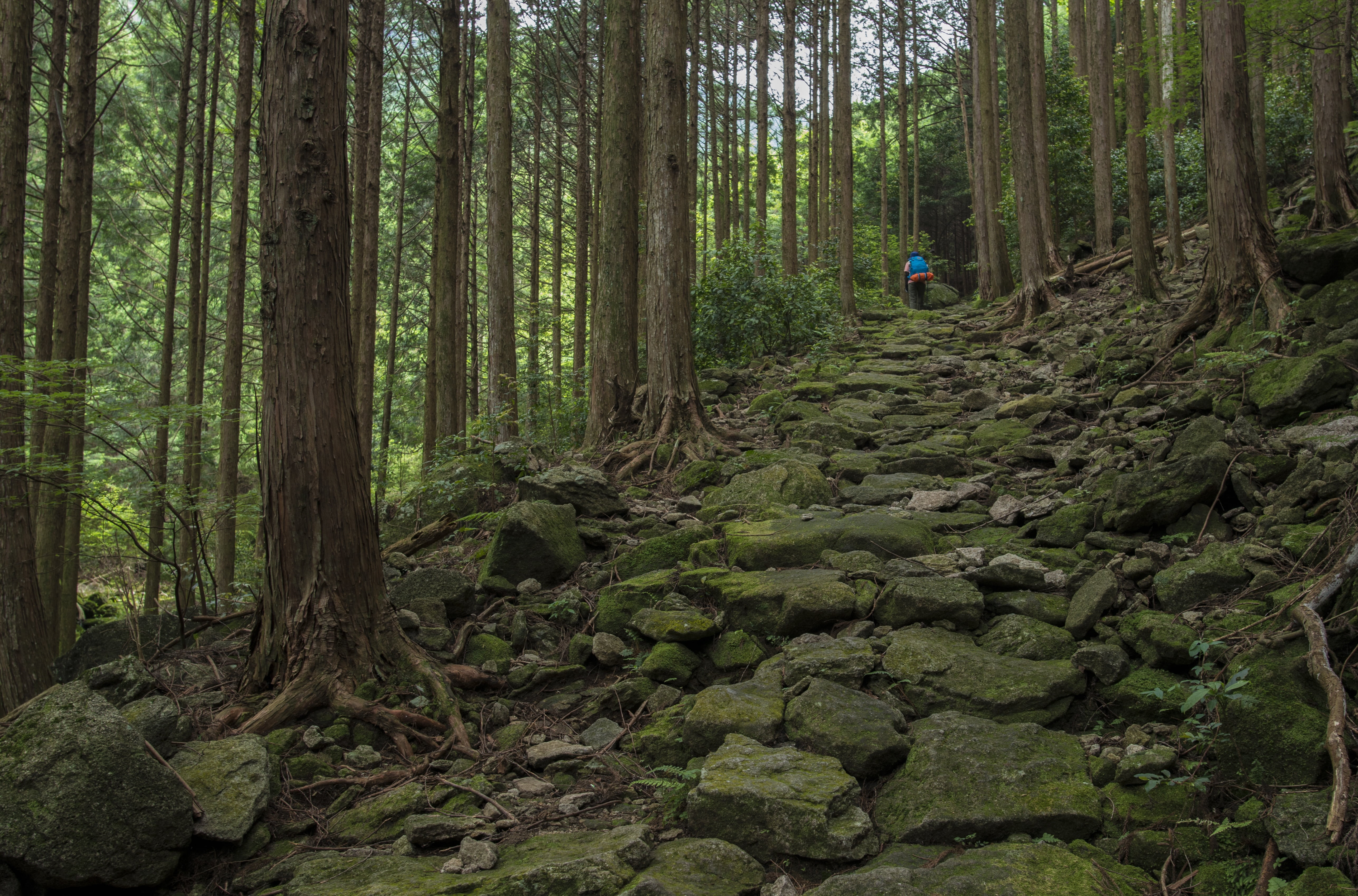 solid, japan, surrounded, outdoors, green color, green, trunk, tranquil scene, growth, forest, tree, tranquility, one person, plant, non-urban scene, landscape, HD Wallpaper