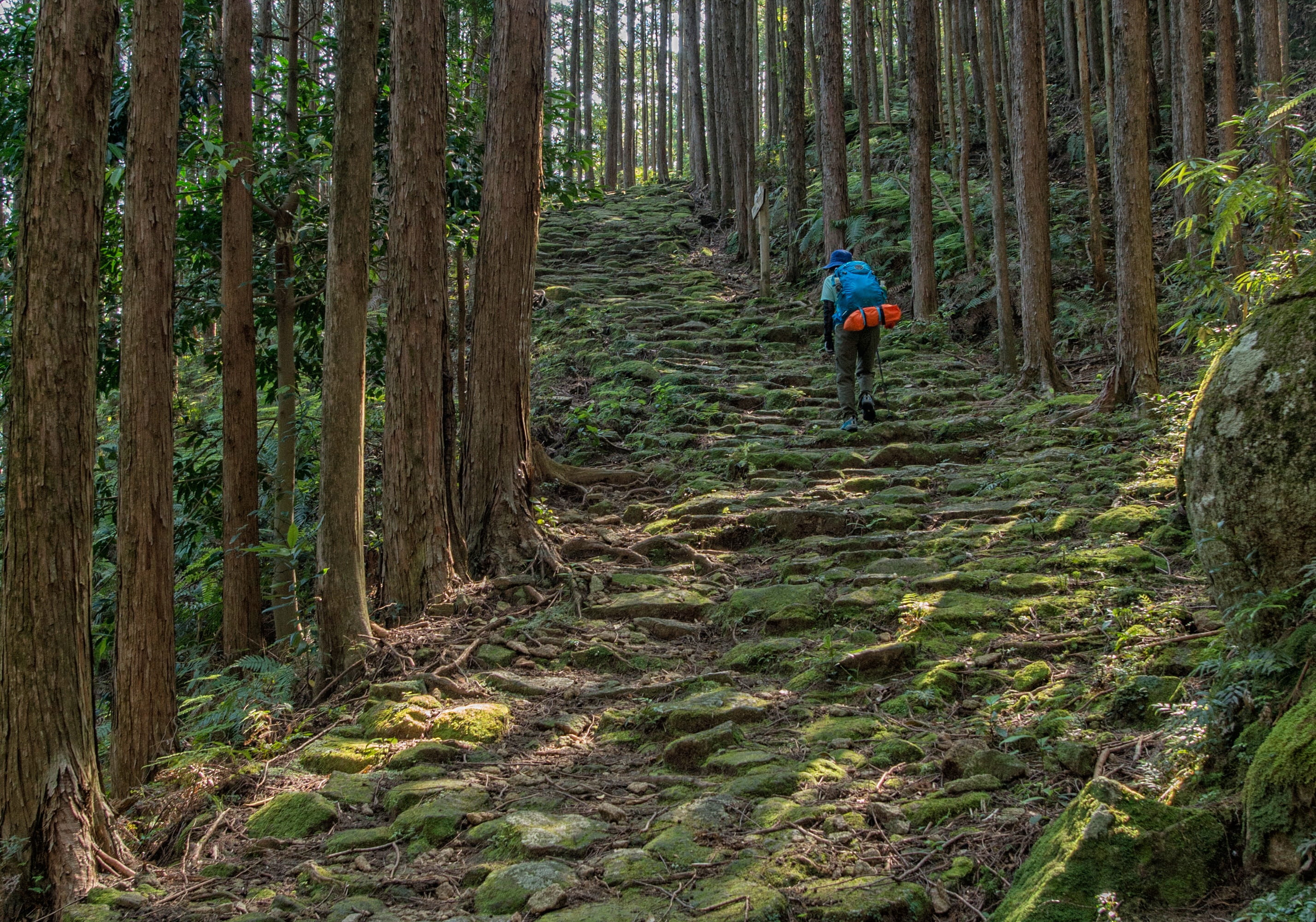 woodland, one person, 2K, tree trunk, Kumano, hiking, mie prefecture, outdoors, the world cultural heritage, nature, growth, japan, Trekking, adventure, HD Wallpaper