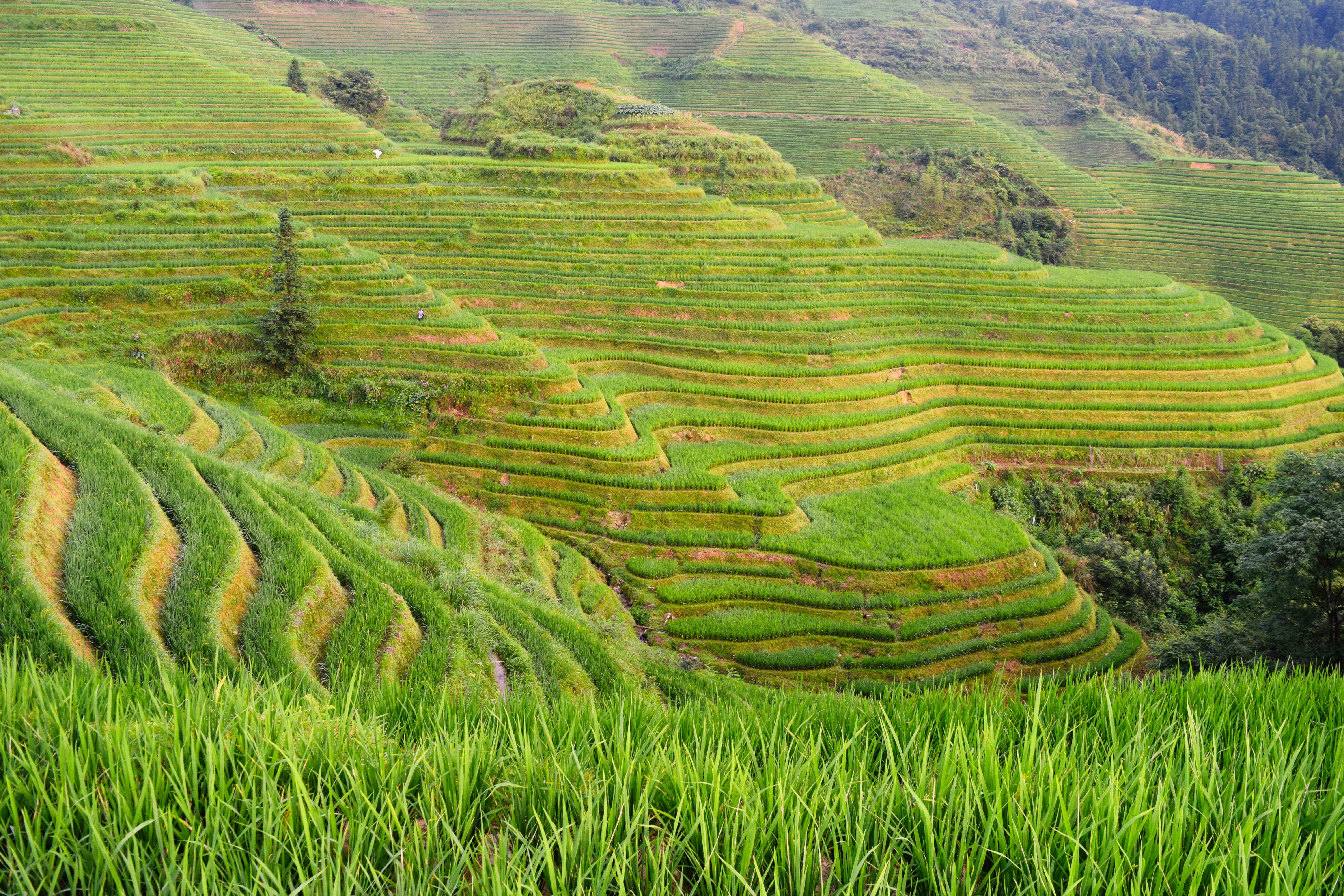 field, no people, 5K, landscape, agriculture, grass, rural scene, mountain, green color, terraces, scenics - nature, hill, outdoors, philippines, tranquil scene, HD Wallpaper