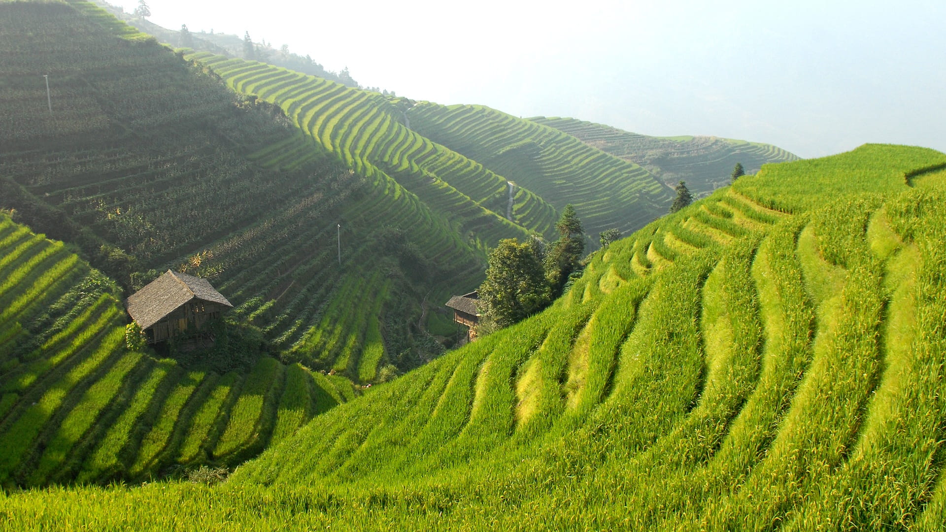 outdoors, rice, landscape, terraced field, terrace, philippines, nature, tranquil scene, china, beauty in nature, land, agriculture, banaue, no people, HD Wallpaper