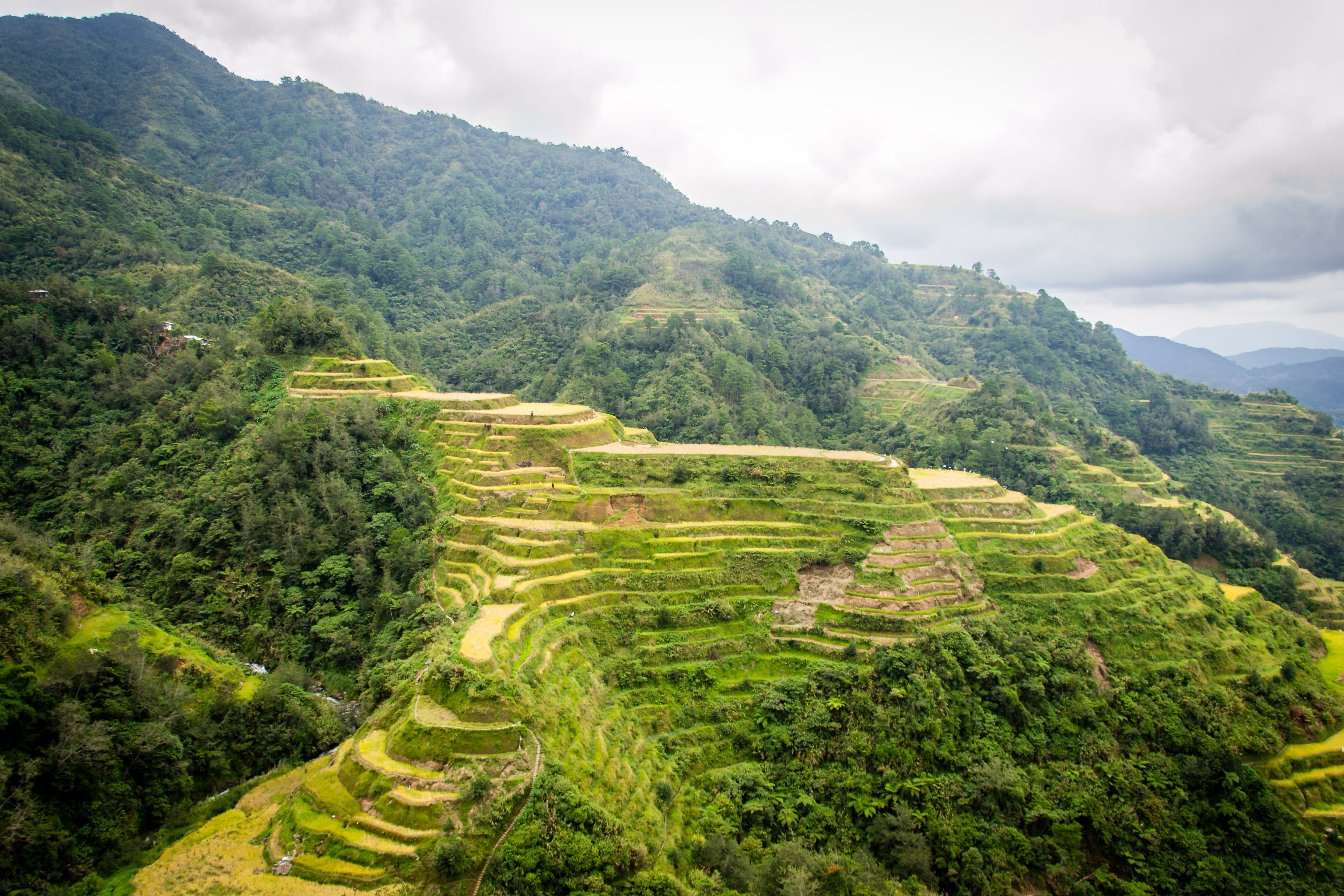 scenics - nature, tree, banaue, ancient civilization, no people, tranquil scene, outdoors, day, non-urban scene, environment, philippines, beauty in nature, HD Wallpaper