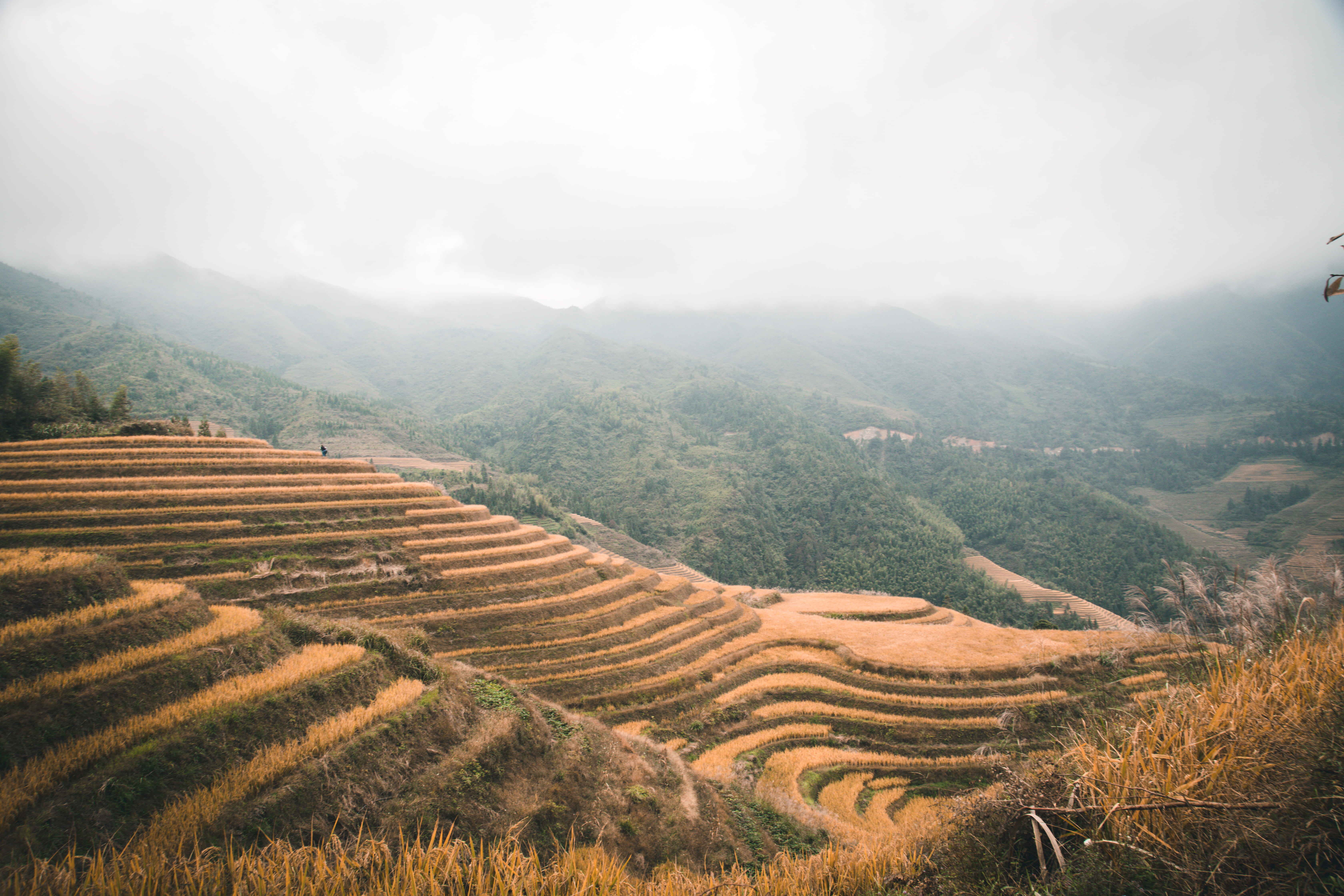 tranquil scene, metropolis, outdoors, view, land, plateau, day, plantation, mountain range, rice, farm, scenery, crop, environment, 5K, terraced field, HD Wallpaper