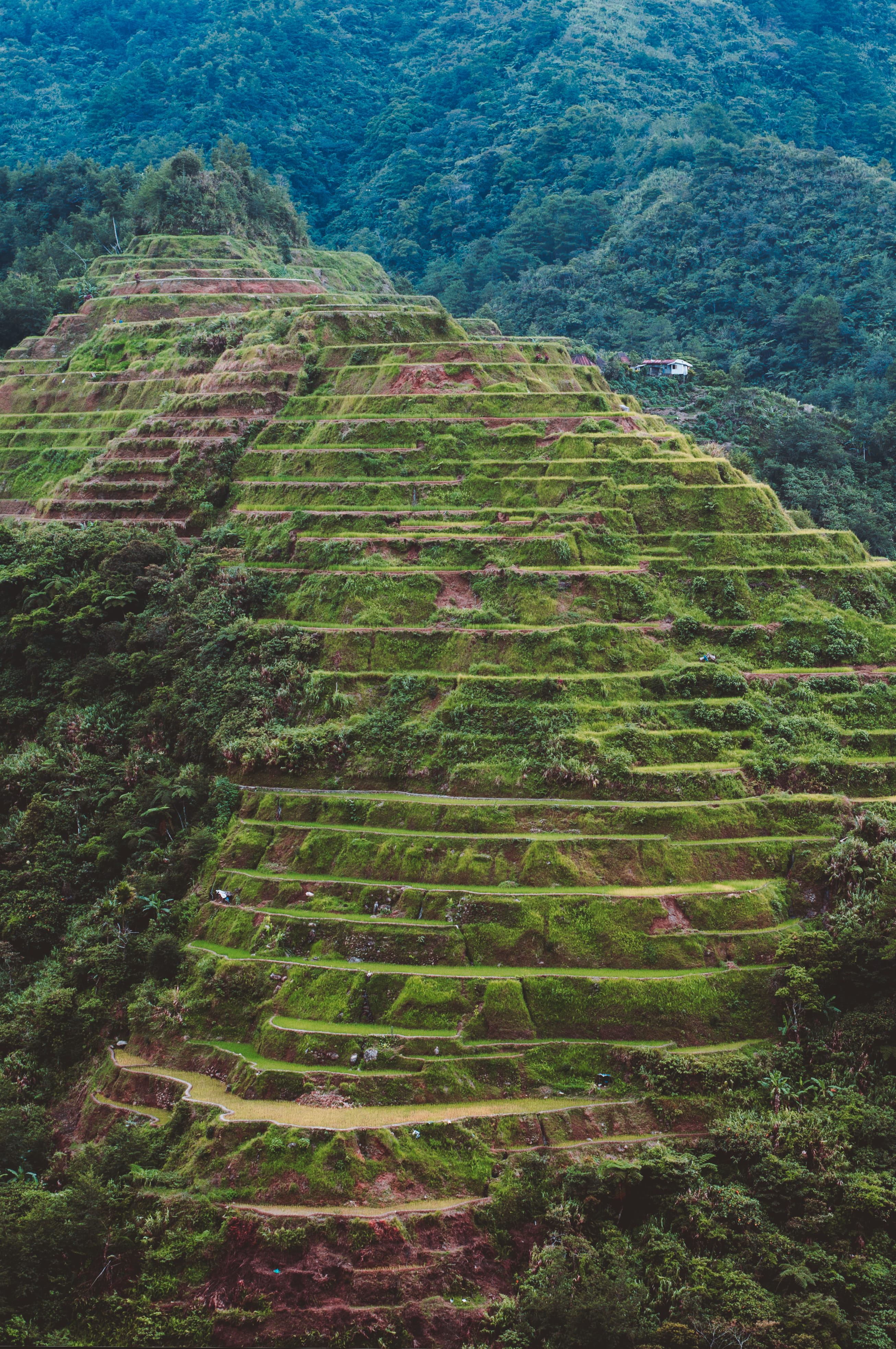 field, scenics - nature, outdoors, banaue, plant, rural scene, philippines, rice terrace, tranquility, high angle view, landscape, environment, 4K, plantation, Phone HD Wallpaper