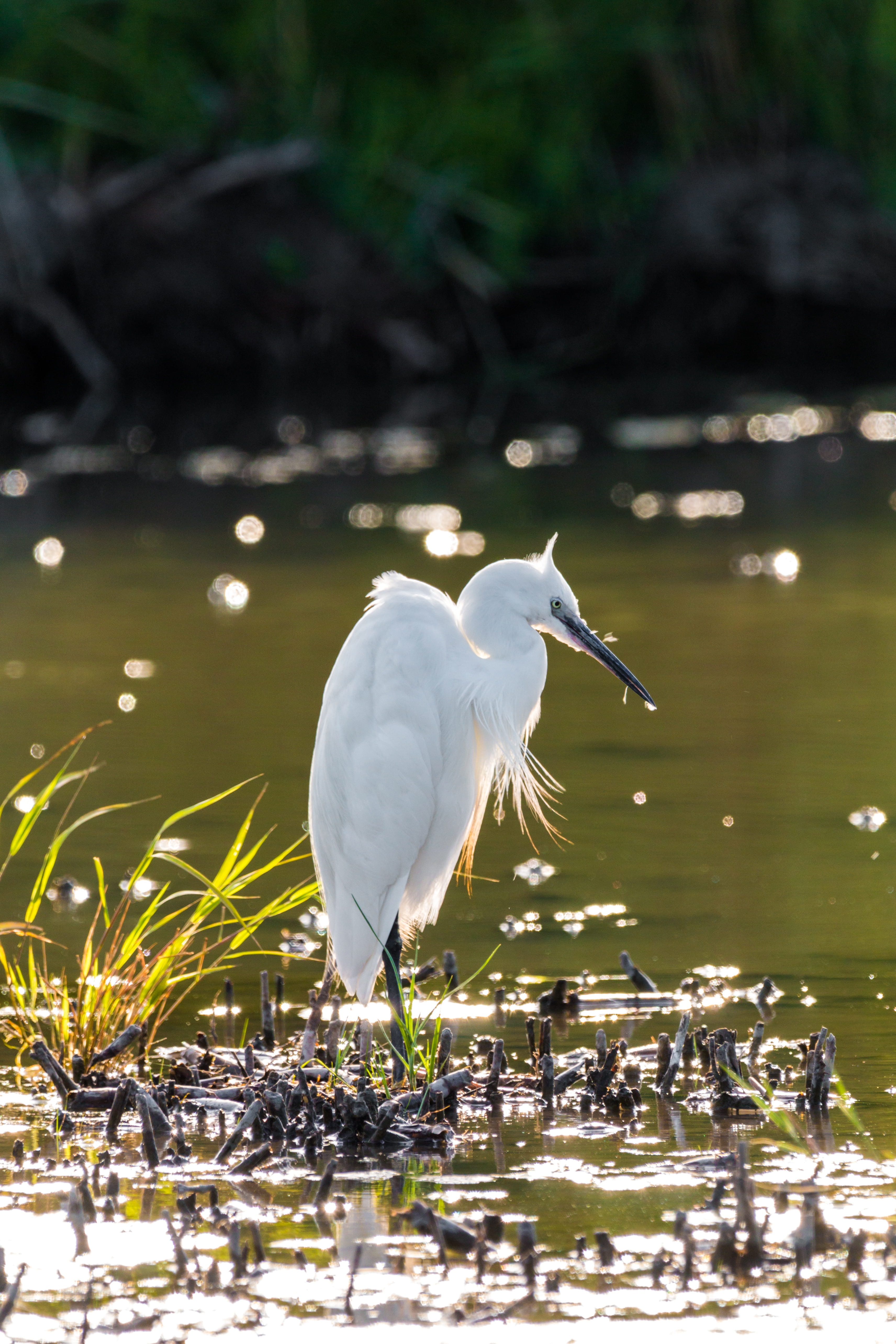 black legs, animal, back light, photography, silk, water, no people, 5K, lake, selective, vertebrate, animals in the wild, body, idyllic, swamp, white color, Phone HD Wallpaper