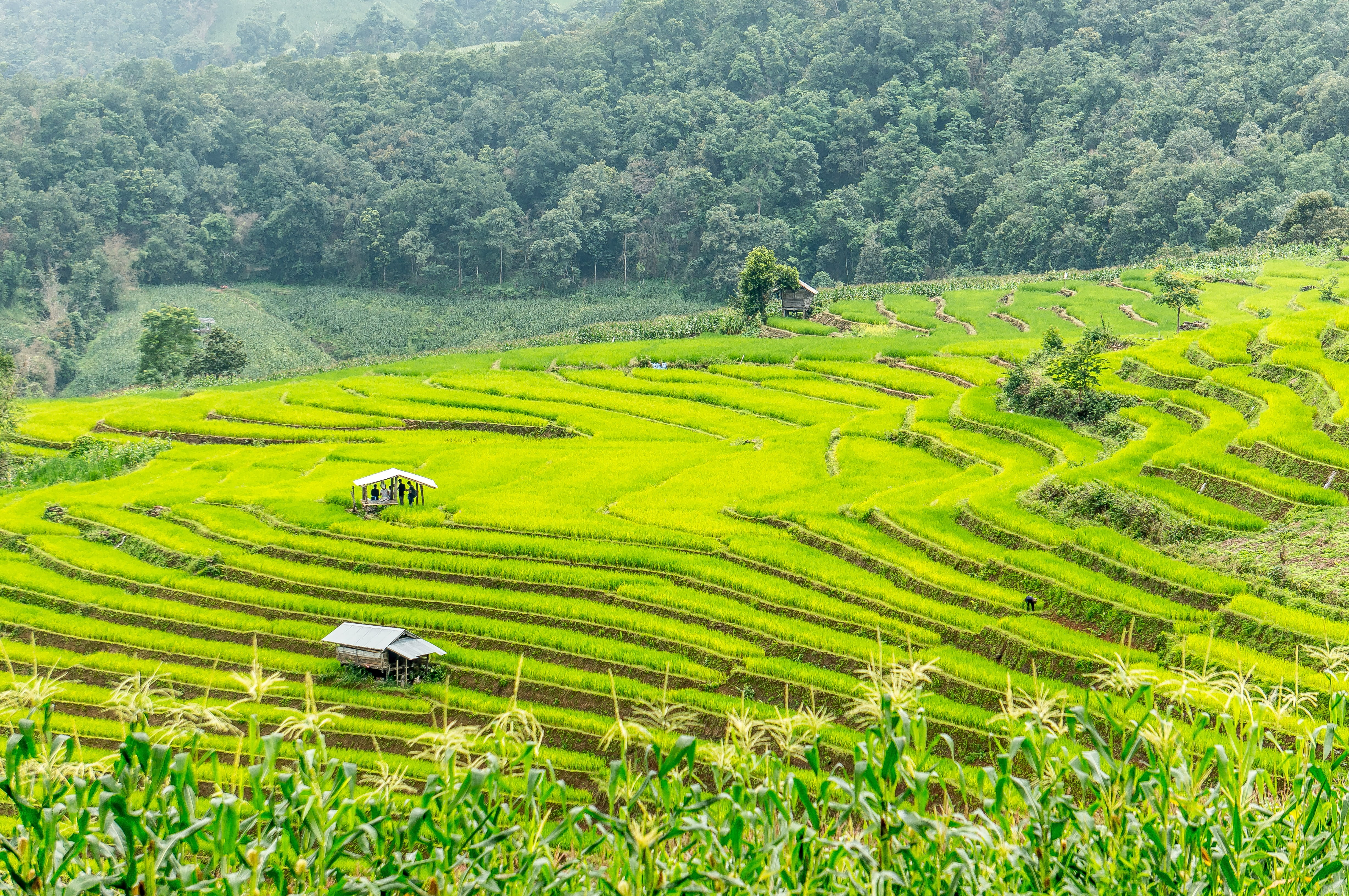 terraced Field, gardening, scenery, mountain, no people, Thailand, rice - cereal plant, rice, tranquil scene, landscaped, hill, land, nature, terrace, farm, HD Wallpaper