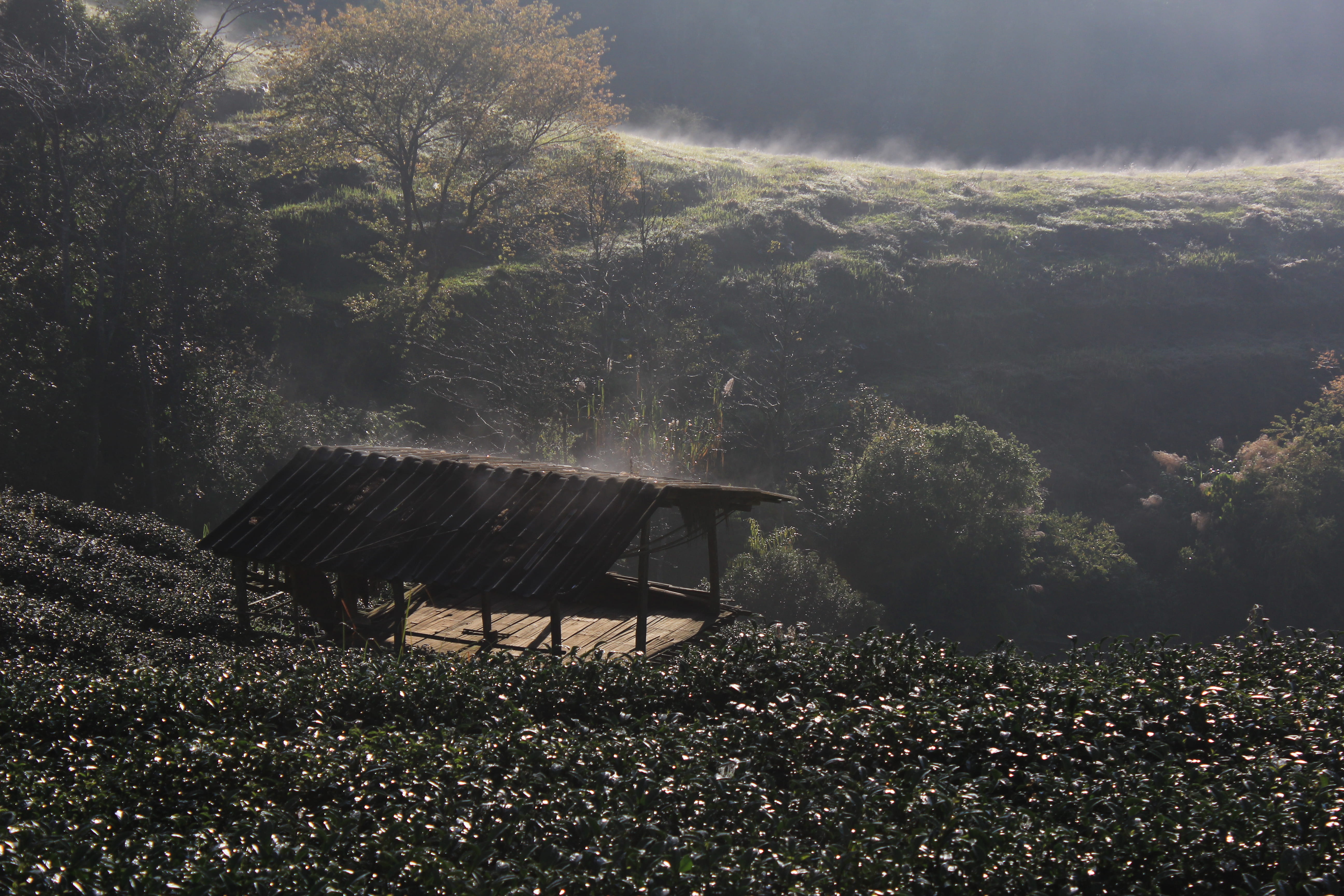 growth, thailand, nature, architecture, chiangmai, chiang mai, environment, land, abandoned, beauty in nature, tea plantation, HD Wallpaper