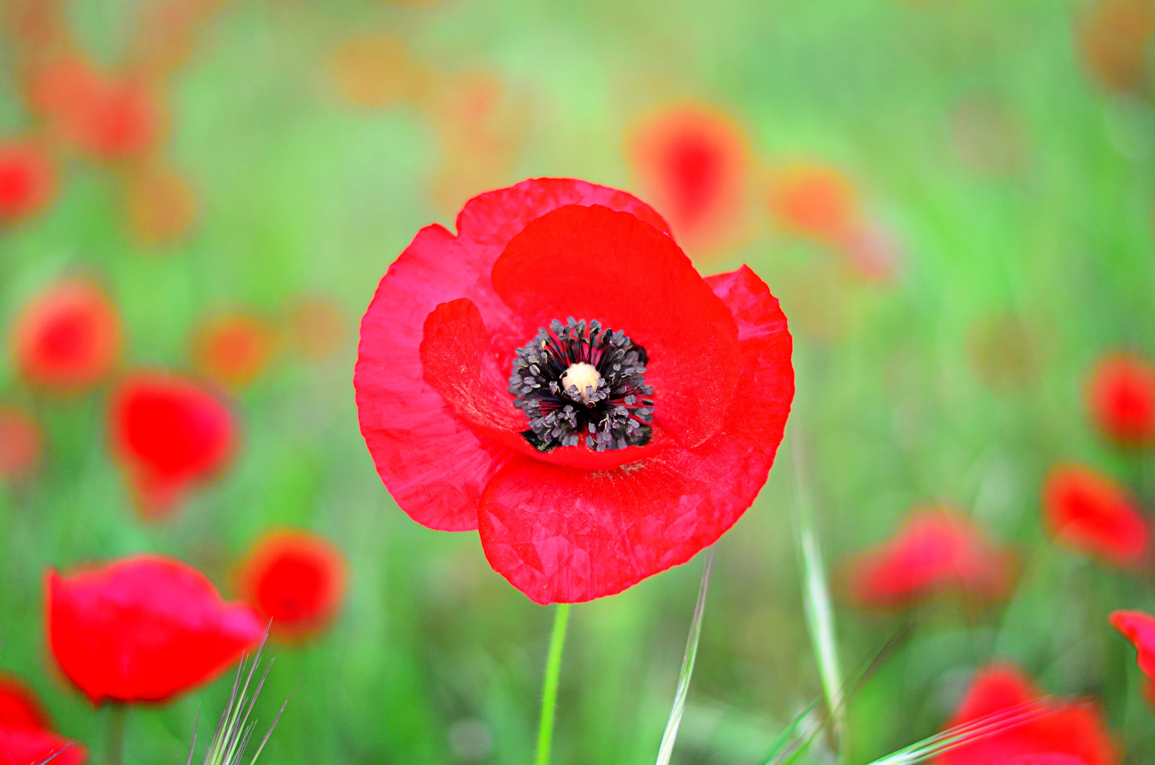 photography, 2K, freshness, beauty in nature, colors, detail shots, color, poppy, focus on foreground, colorful, garden, the leaves are, close, spring flowers, HD Wallpaper