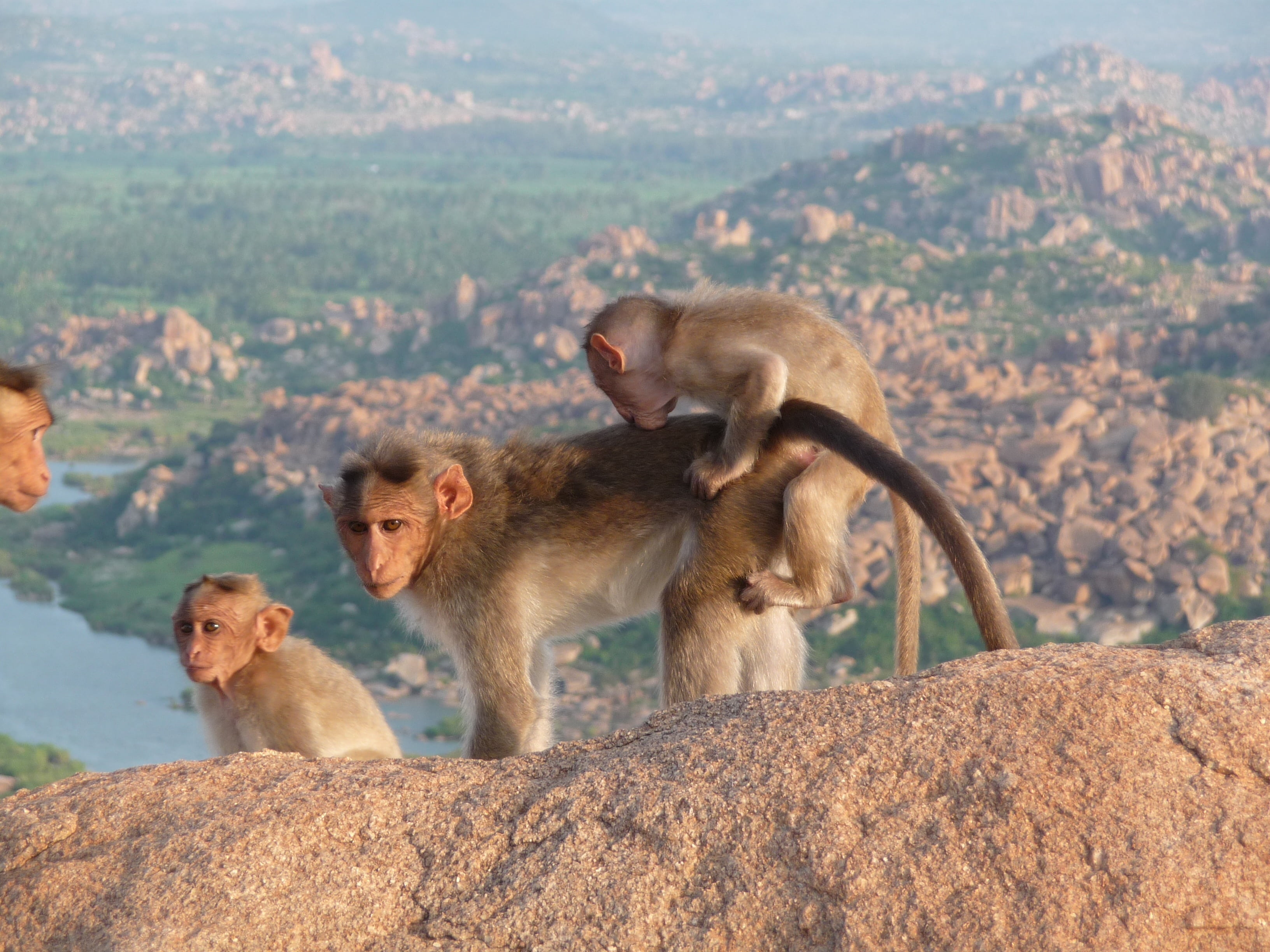 outdoors, sitting, animal wildlife, day, ape, nature, wildlife, group of animals, animals, animal family, vertebrate, äffchen, young animal, baboon, animal, HD Wallpaper