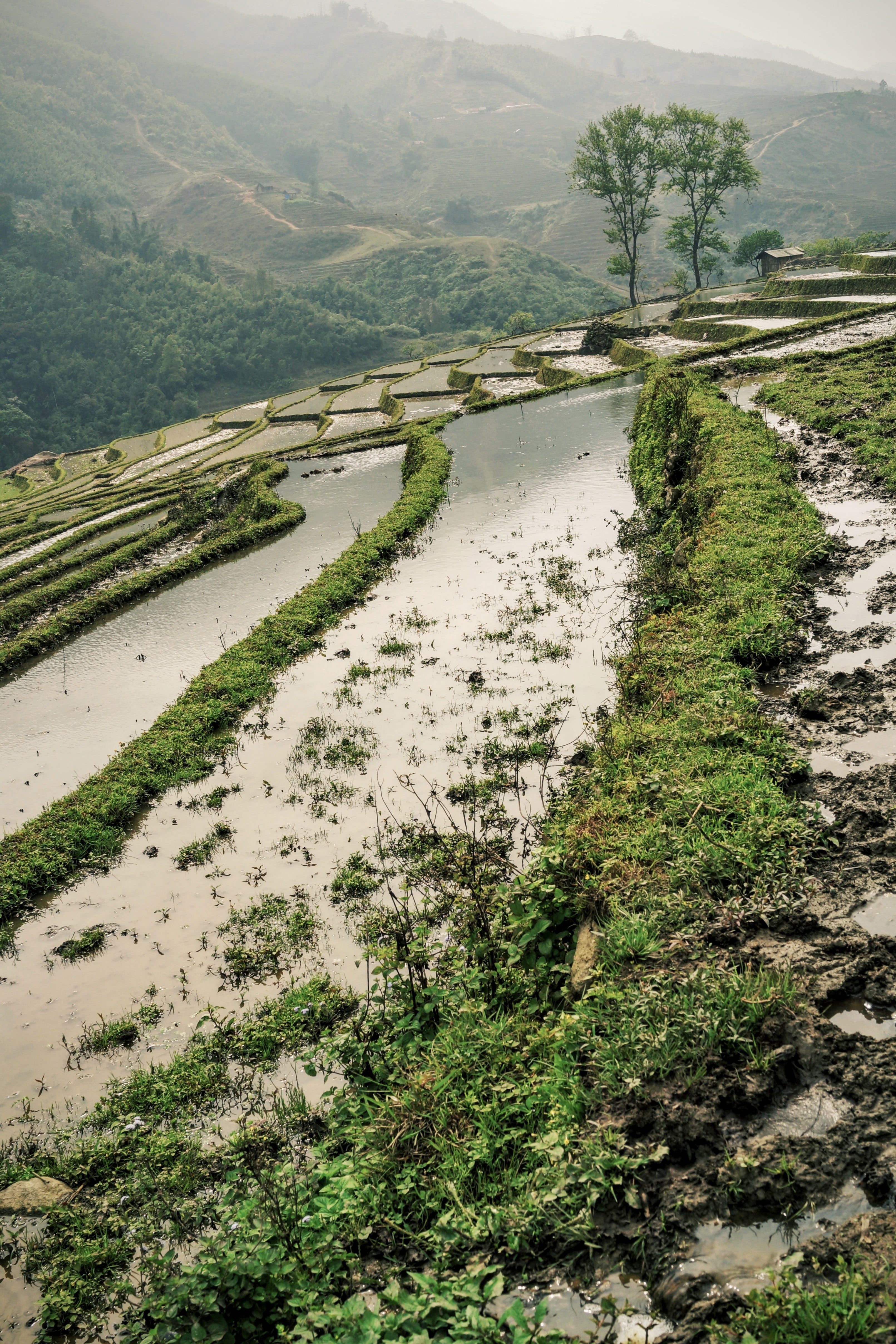 green, landscape, scenics - nature, grass, aerial, non-urban scene, banaue, water, 4K, travel, adventure, flowing water, tranquility, rice, growth, nature, Phone HD Wallpaper