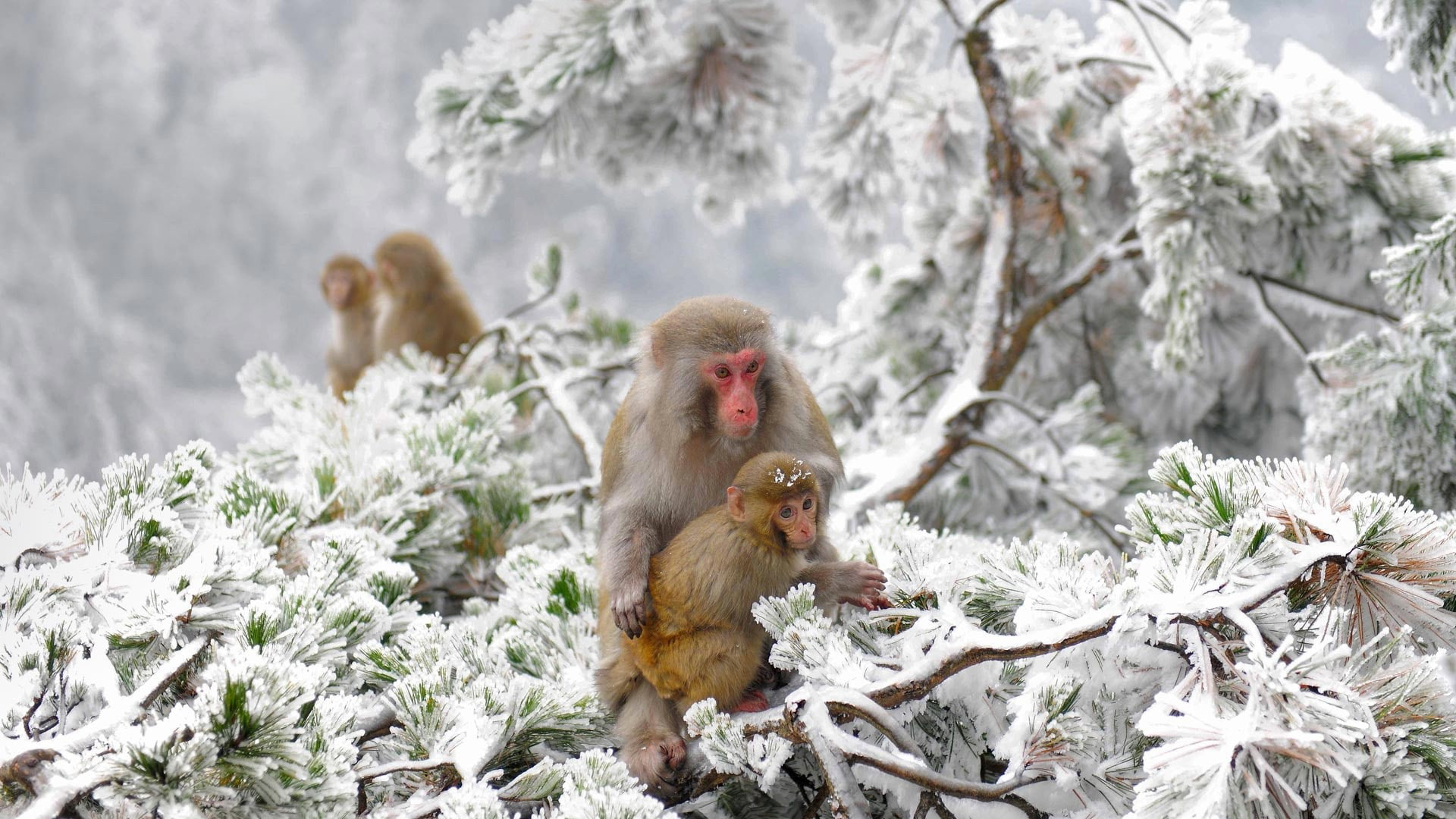nature, cold, apes, animals, snow, Japan, winter, 1080P, HD Wallpaper