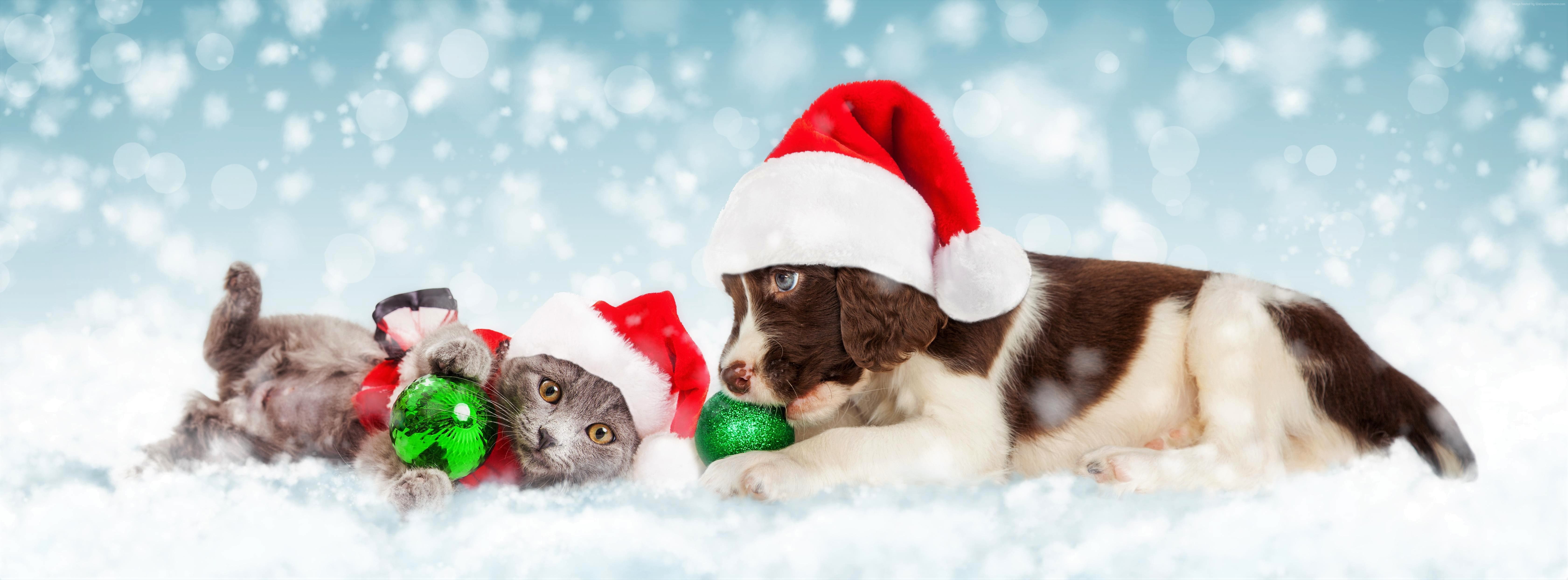 hat, cat, ornaments, kitten, 5K, puppy, baby, snow, santa, dog, christmas, animal, snowfall, HD Wallpaper