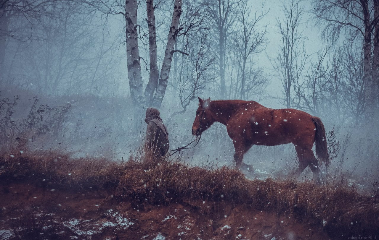 field, birch, extreme weather, 720P, no people, vertebrate, overcast, mist, winter, cold temperature, plant, horseman, herbivorous, animals, animal wildlife, HD Wallpaper
