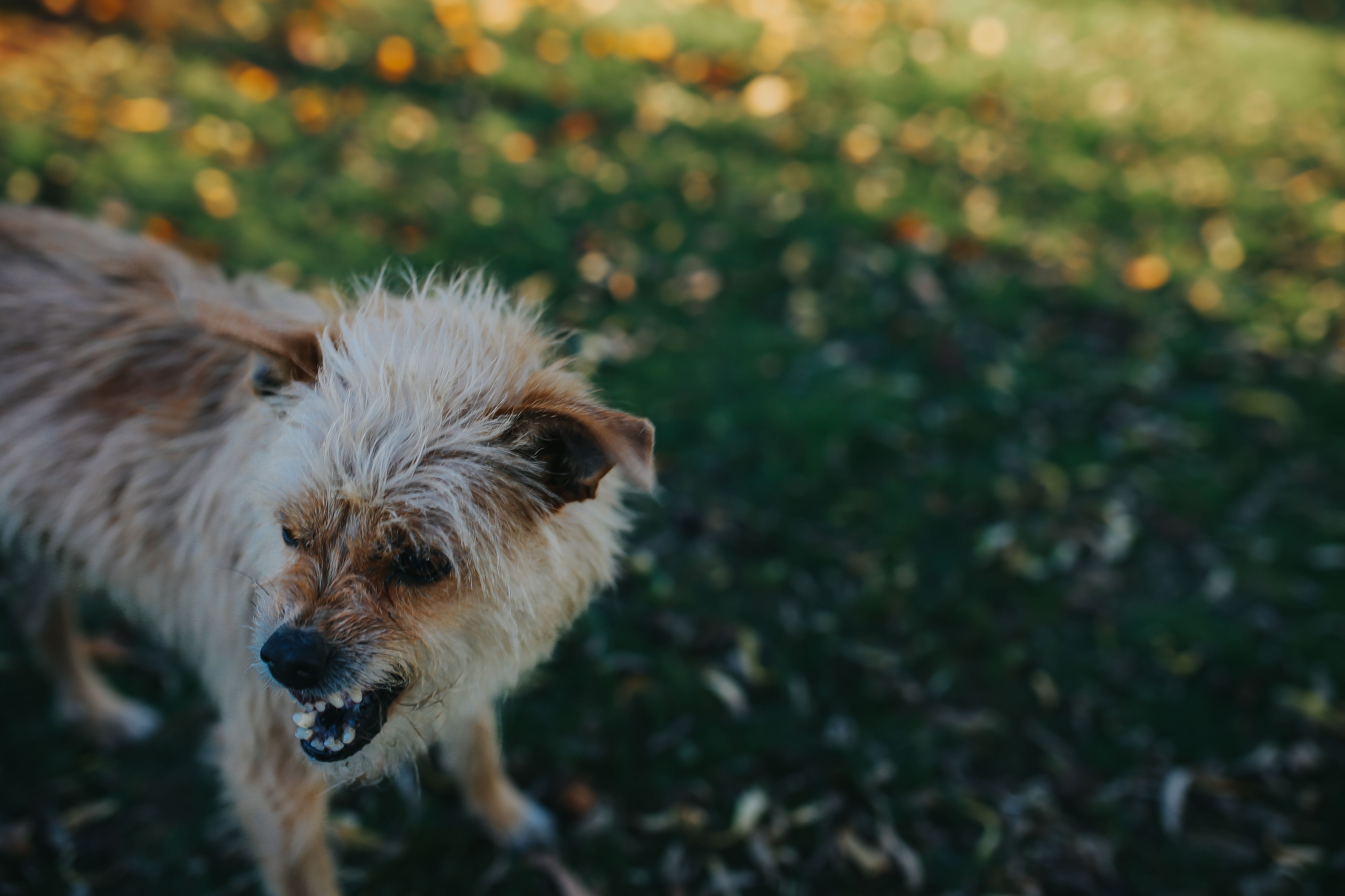 autumn garden, animal, domestic, pets, plant, focus on foreground, nature, Dog, field, day, rocks, animal hair, mammal, domestic animals, leaves, garden, HD Wallpaper
