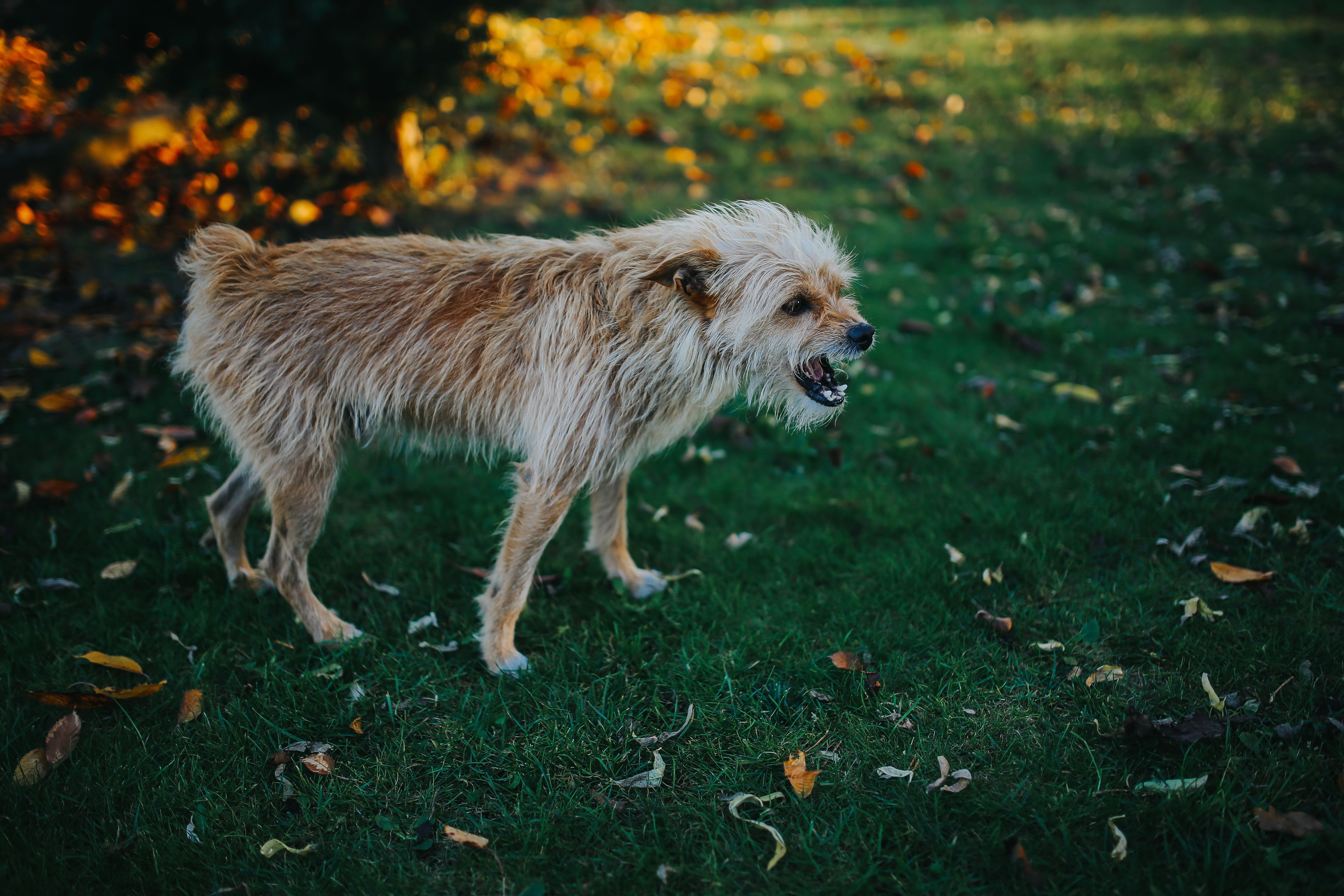 Dog, wildlife, animal wildlife, plant, canine, rocks, running, aggression, nature, 5K, standing, leaves, cobblestone, carnivore, one animal, autumn garden, HD Wallpaper