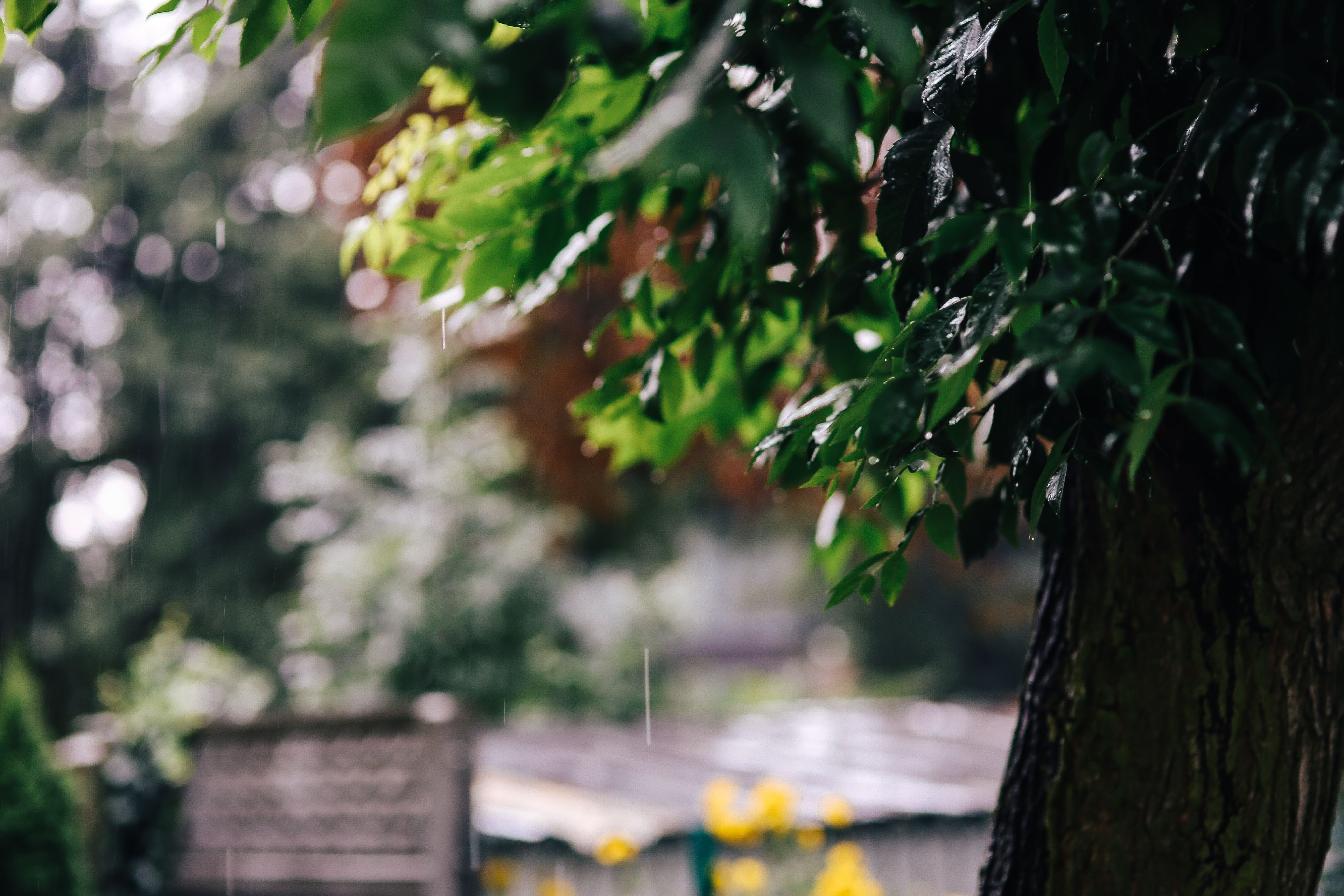 outdoors, growth, twig, close-up, tree, day, food and drink, focus on foreground, plant part, freshness, trees, 5K, beauty in nature, plant, nature, park - Man Made Space, HD Wallpaper