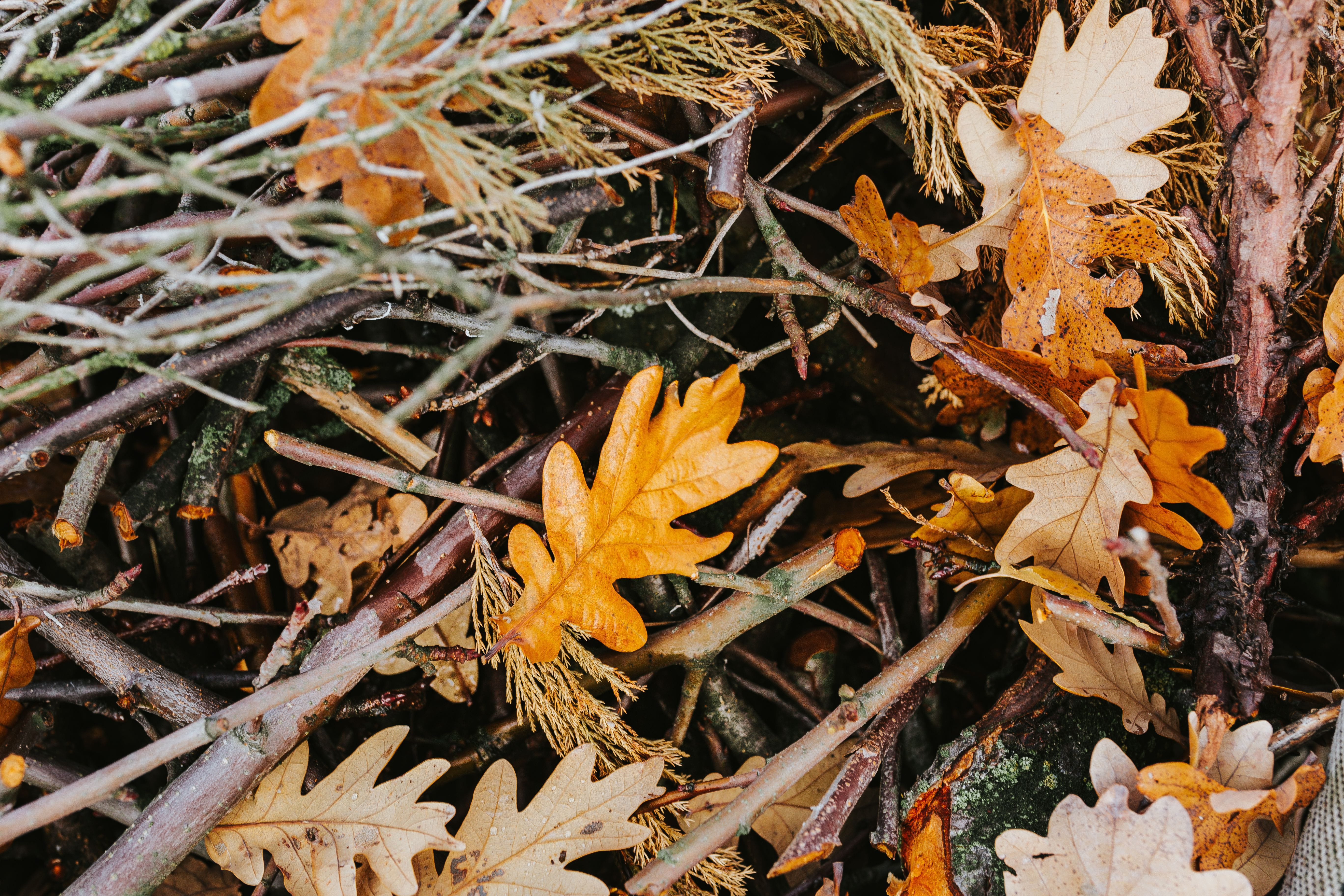 fall, no people, close-up, plant part, 5K, leaf, high angle view, walk, dry, autumn, dogs, maple leaf, beauty in nature, nature, season, yellow, day, leaves, HD Wallpaper