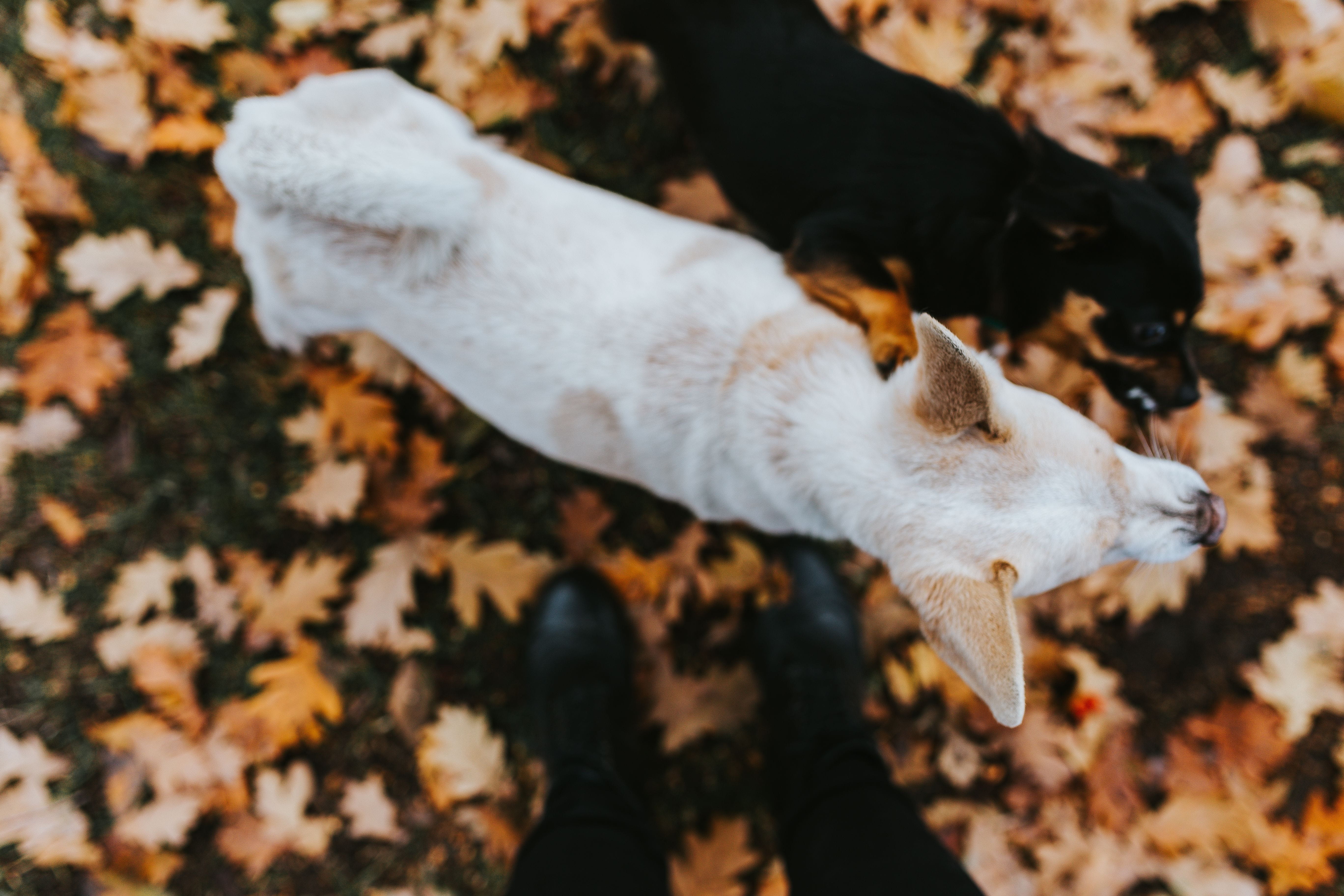 close-up, vertebrate, white color, focus on foreground, leaf, canine, one animal, low section, outdoors, high angle view, science, domestic, dog, day, domestic animals, HD Wallpaper