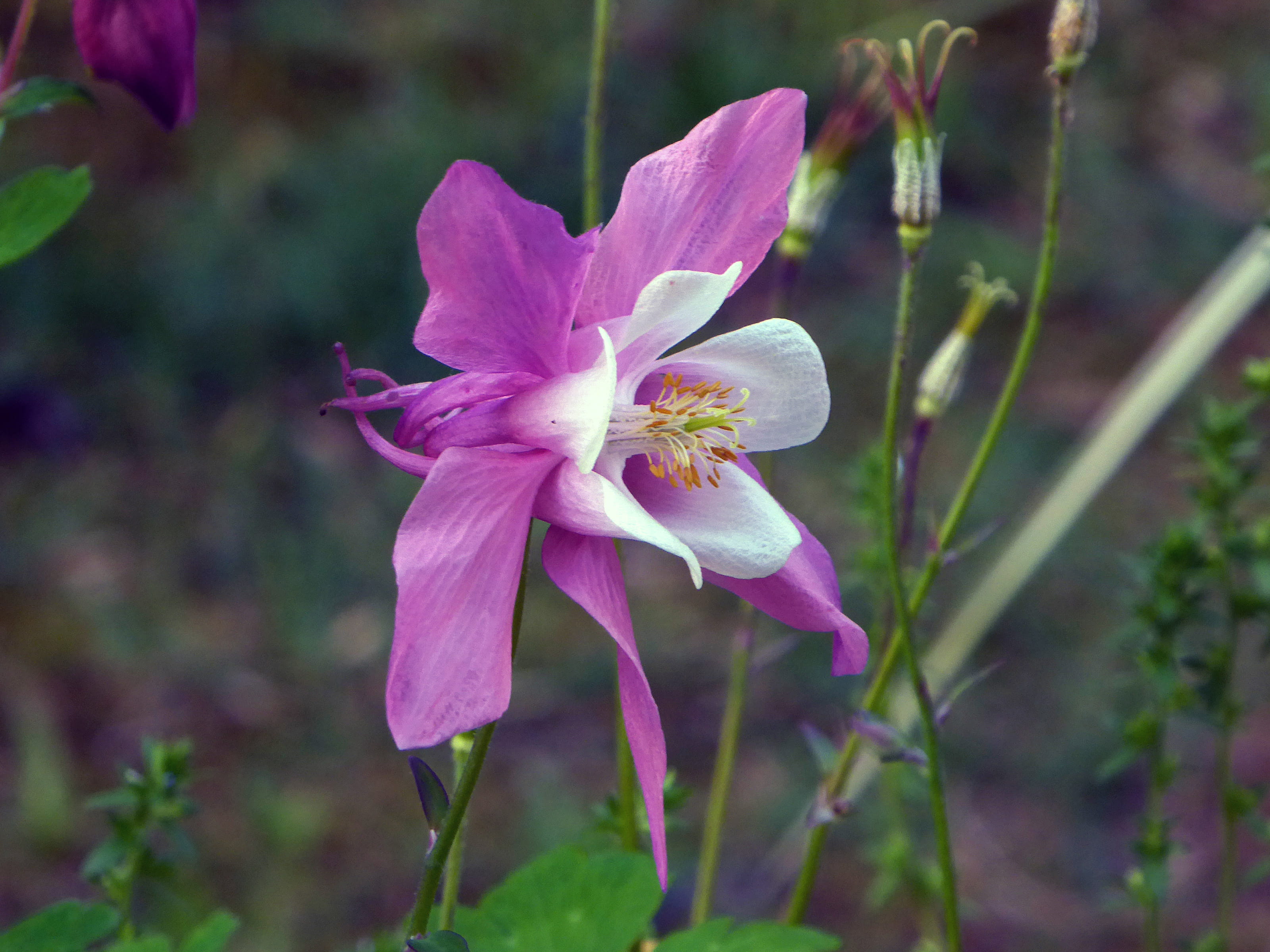 2K, fragility, herbaceous, wildflower, columbine, inflorescence, nature, flowering perennials, freshness, outdoors, hardy, focus on foreground, petal, HD Wallpaper
