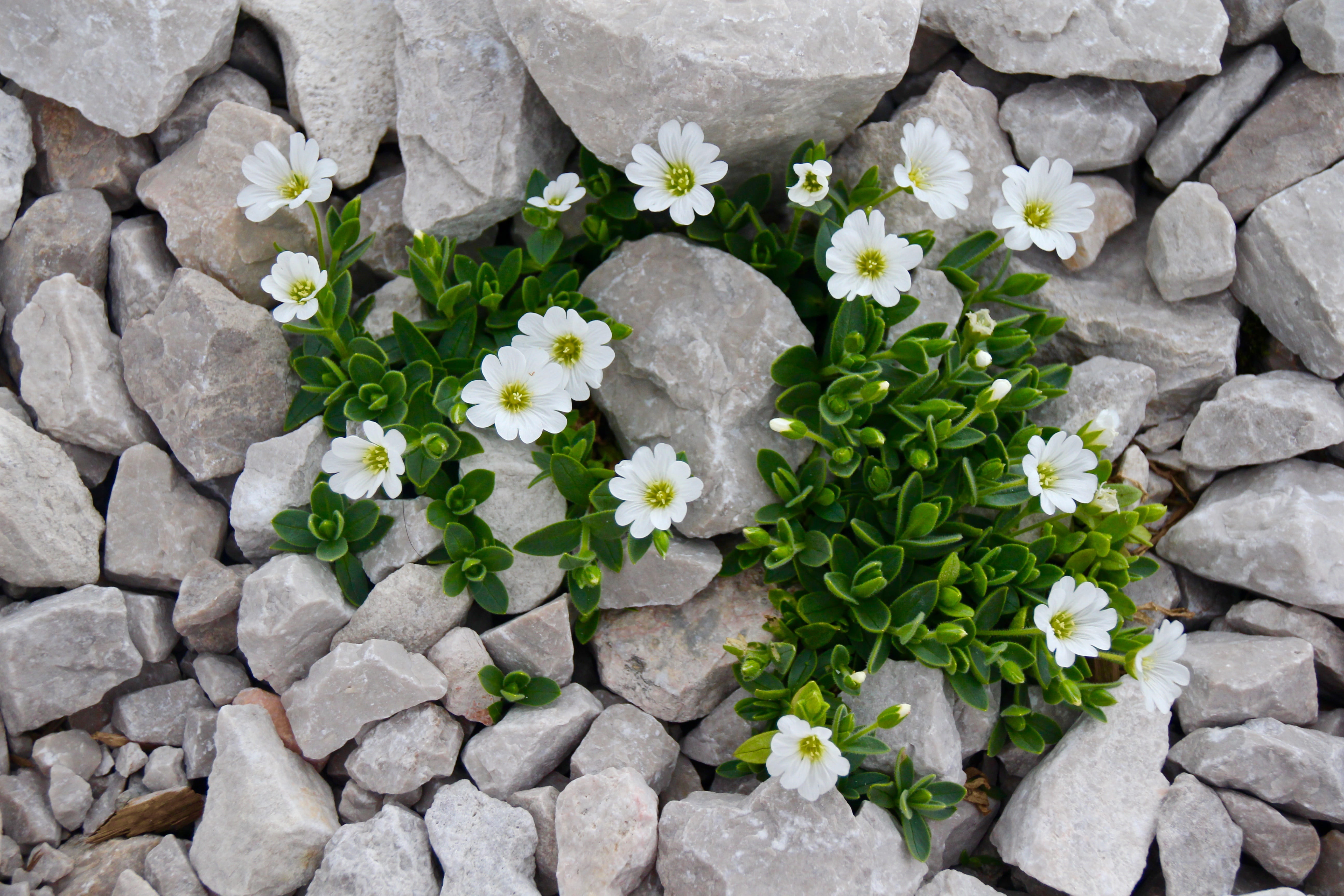 outdoors, flower head, 5K, nature, inflorescence, plant part, flowering plant, close, stone wall, high angle view, cerastium, caryophyllaceae, no people, HD Wallpaper