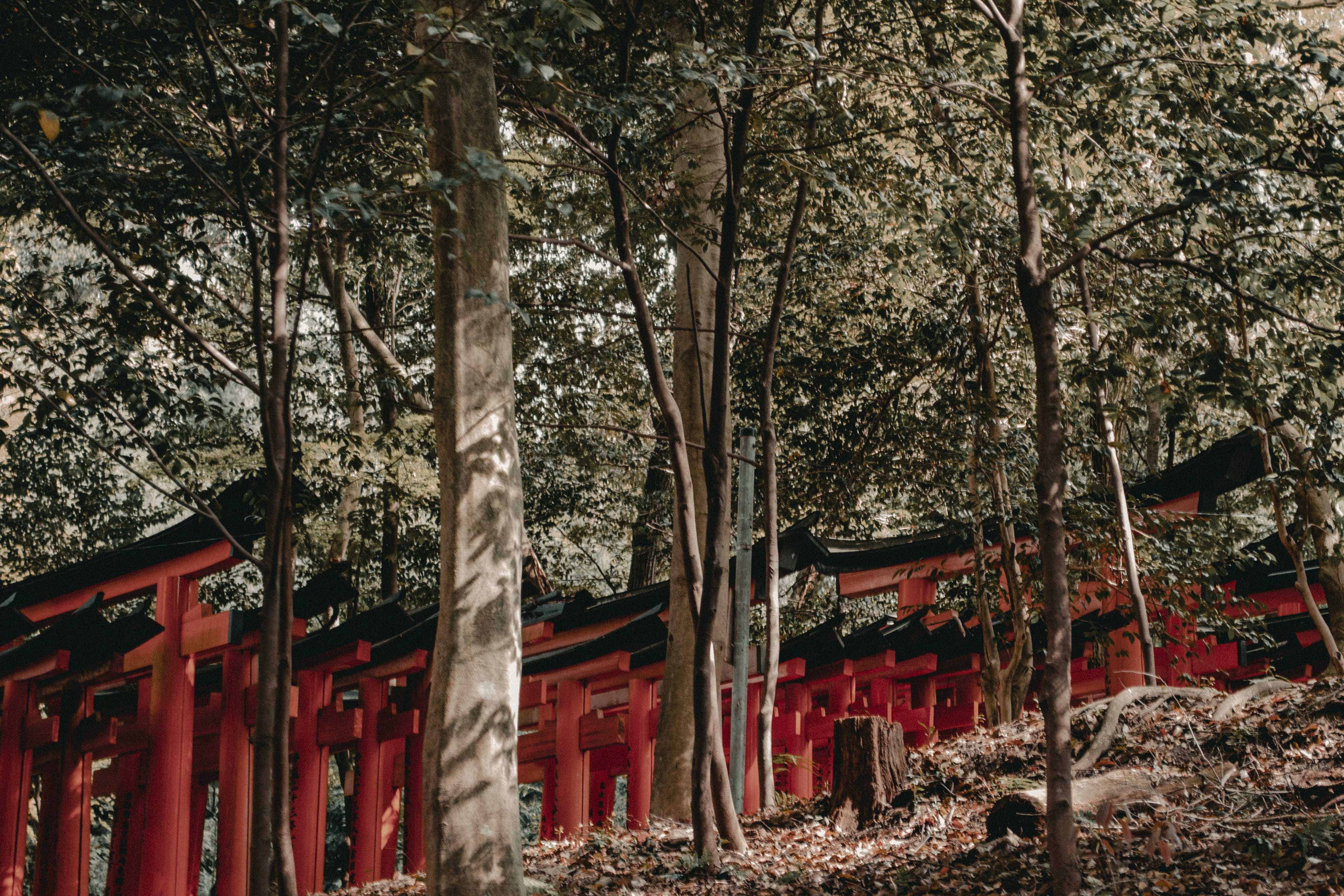 tree, contrast, tokyo, no people, trunk, worship, trees, gateway, building exterior, shrine, belief, religion, tourist, architecture, building, outdoors, HD Wallpaper