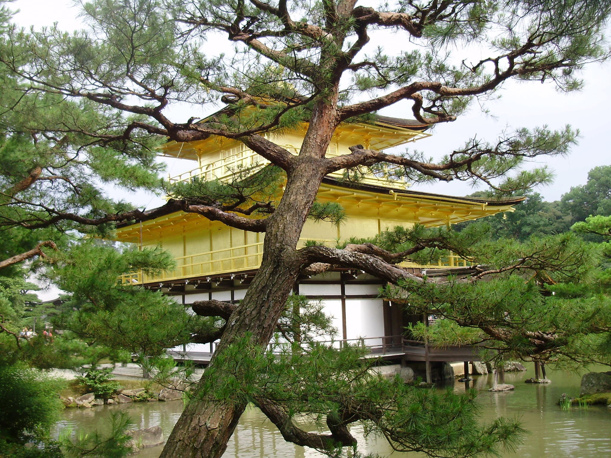 temple, pavilion, 1080P, kioto, built structure, no people, day, sky, gold, tranquil scene, tranquility, beauty in nature, branch, architecture, green color, HD Wallpaper