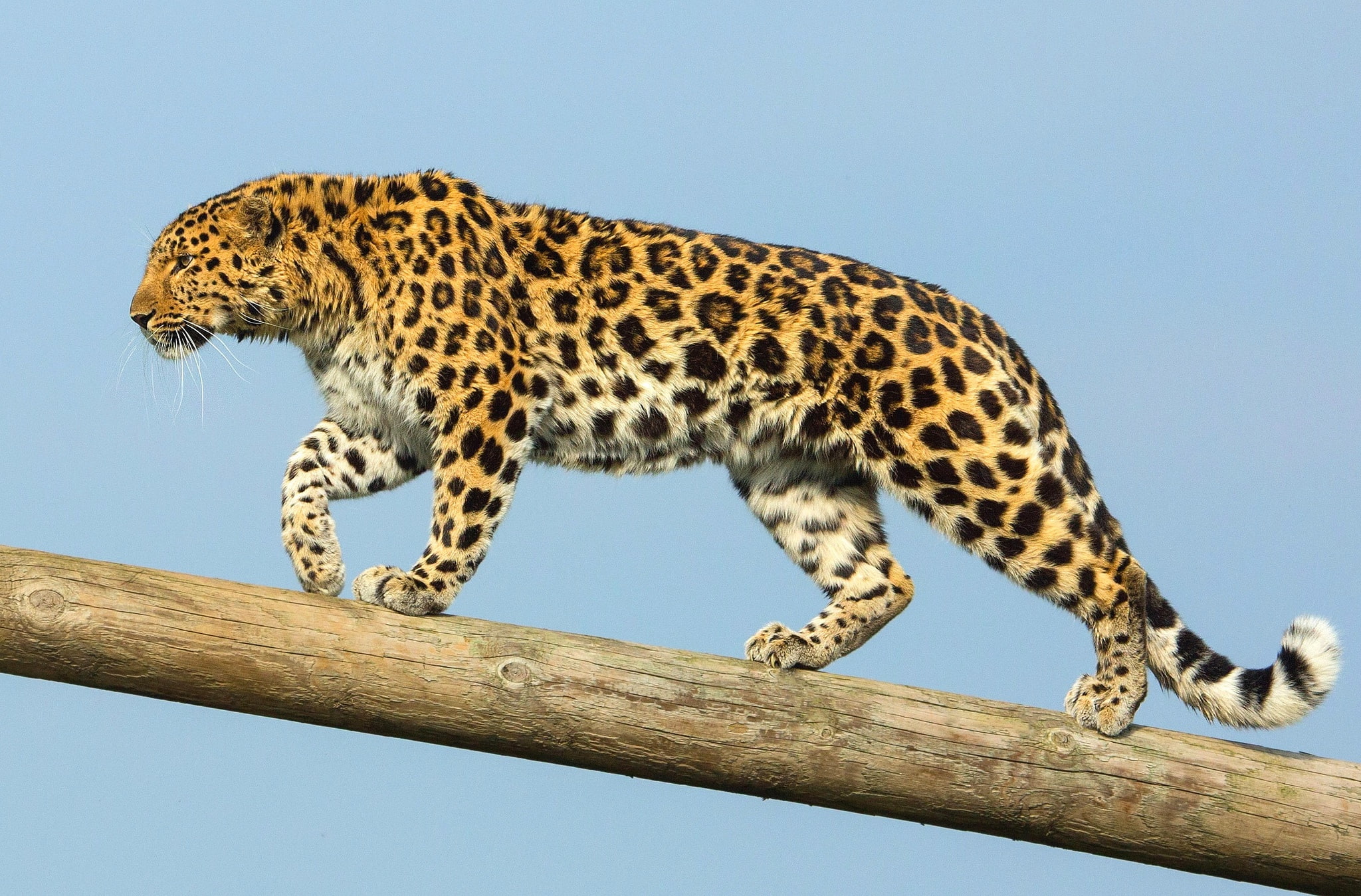 1080P, the Amur leopard, the far Eastern leopard, predator, HD Wallpaper