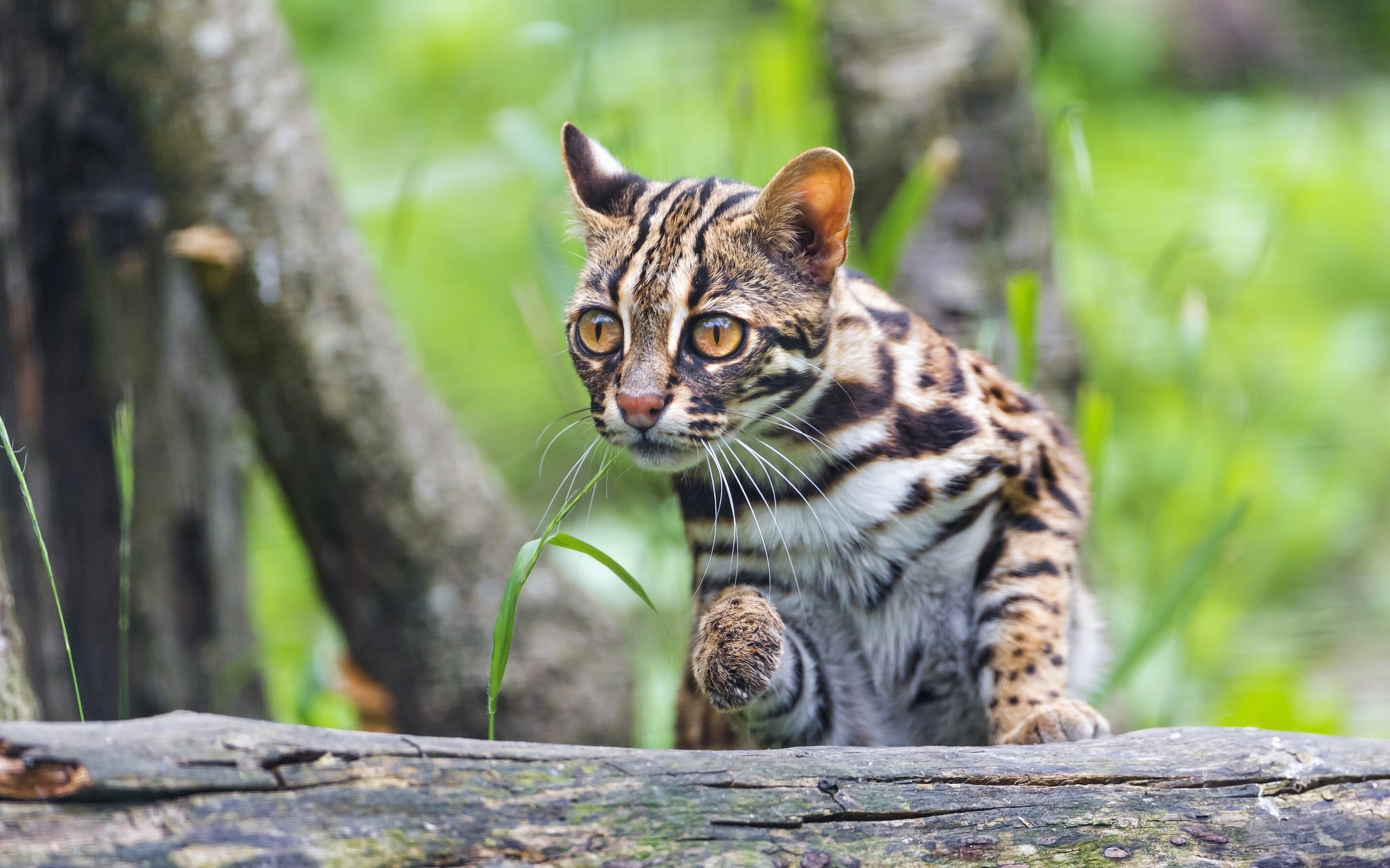 feline, nature, tree, animal, one animal, savanna, no people, plant, dwarf cat, vertebrate, whisker, animal wildlife, outdoors, animals in the wild, big cat, HD Wallpaper