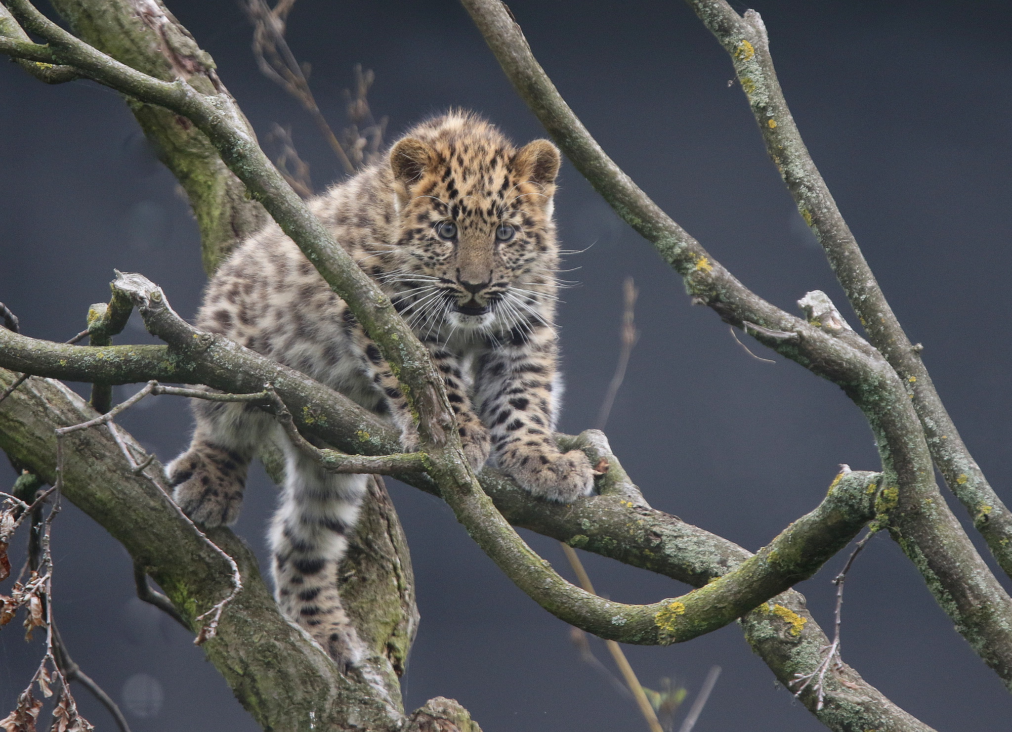 leopard, branches, 1080P, cub, The Amur leopard, kitty, The far Eastern leopard, HD Wallpaper