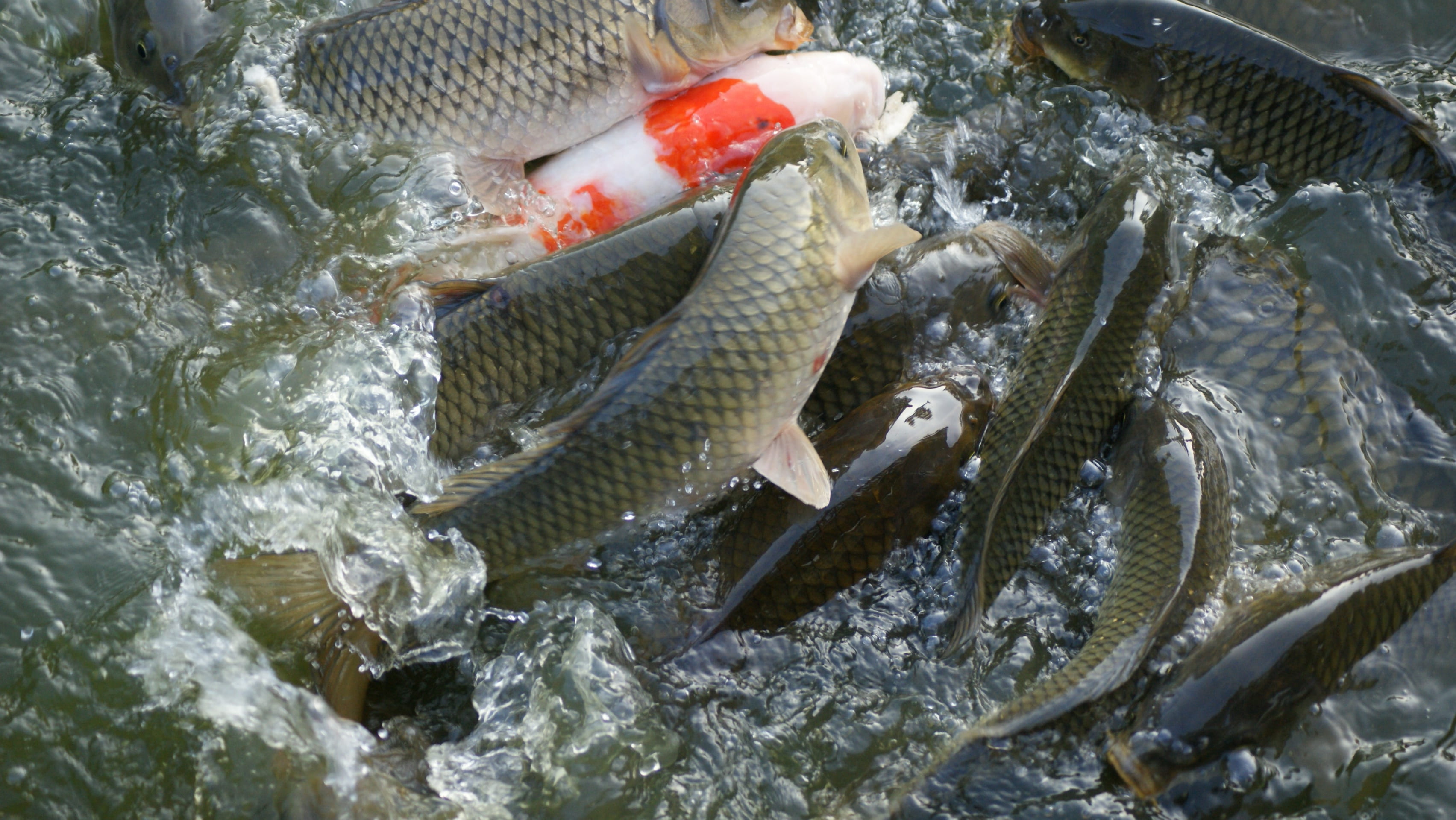 fish, carp, nature, animal themes, retail, pond, marine, fish market, for sale, freshness, high angle view, food, vertebrate, group of animals, animal, HD Wallpaper