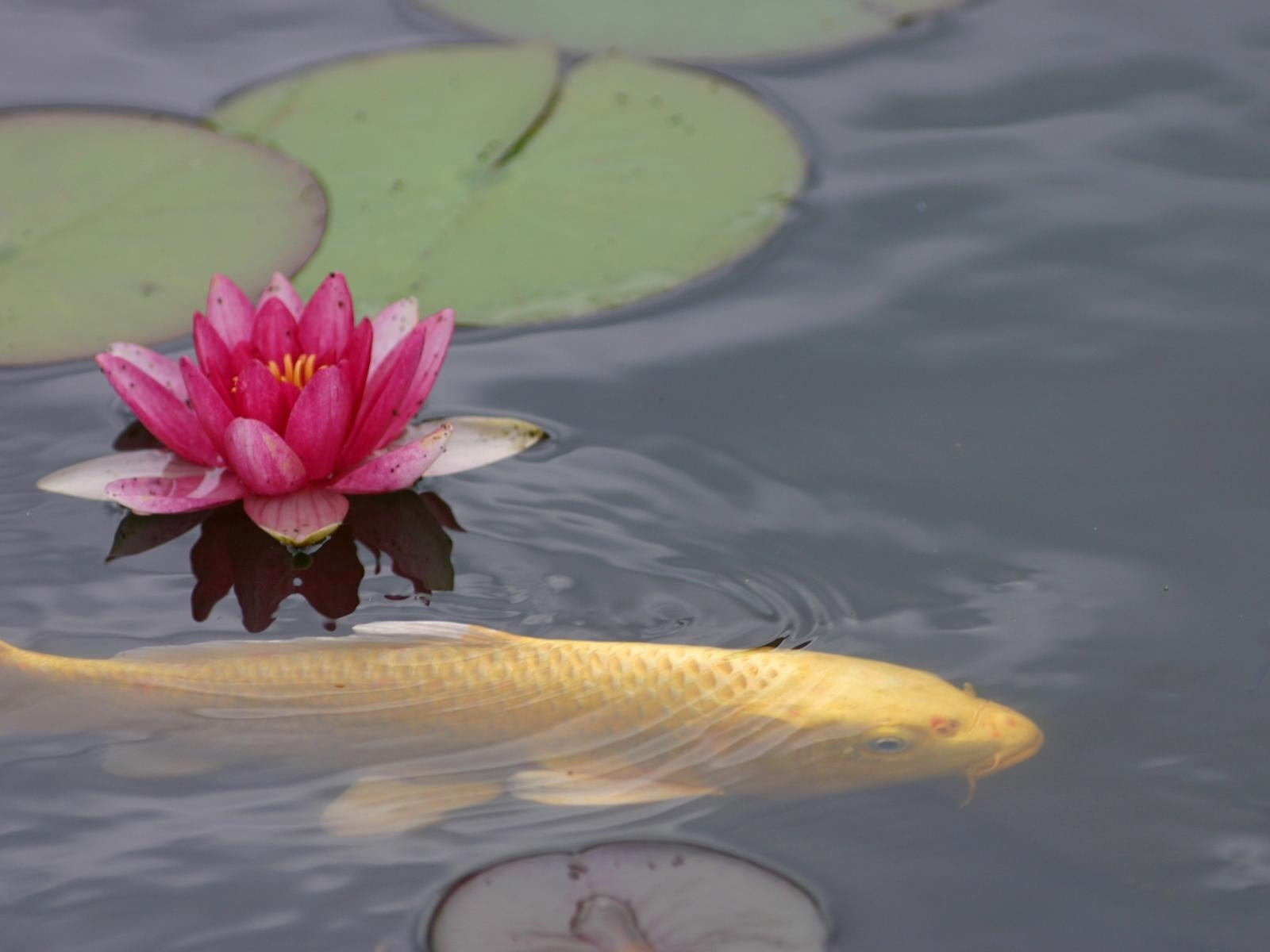 pond, nature, lotus Water Lily, water-lily, yellow, leaves, water, beauty In Nature, lake, outdoors, petal, 720P, blossom, flower Head, freshness, aquatic, HD Wallpaper