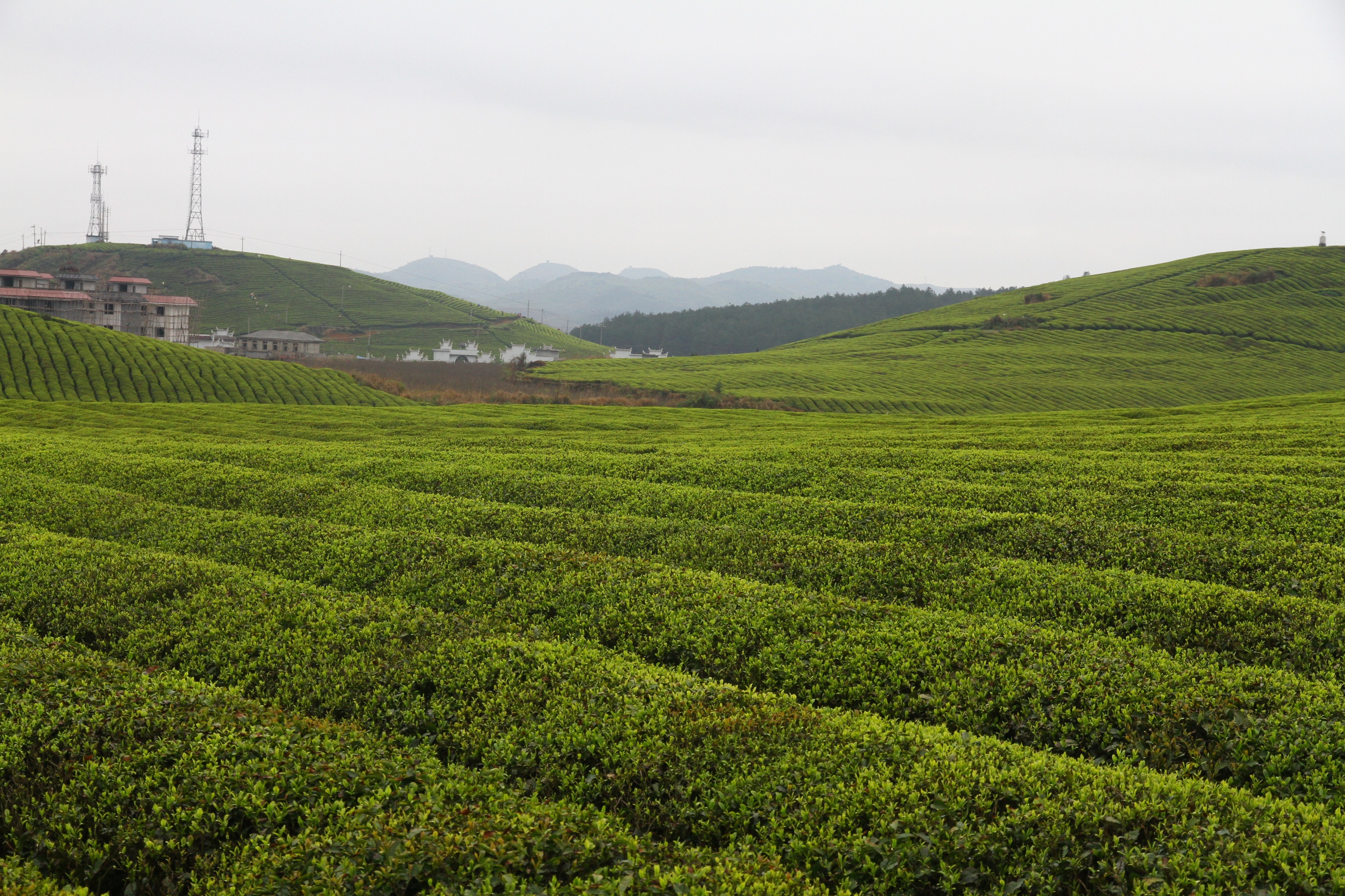 field, fenghuang, rural scene, outdoors, sky, landscape, crop, beauty in nature, growth, hunan, nature, tea crop, tranquility, agriculture, 2K, scenics - nature, HD Wallpaper