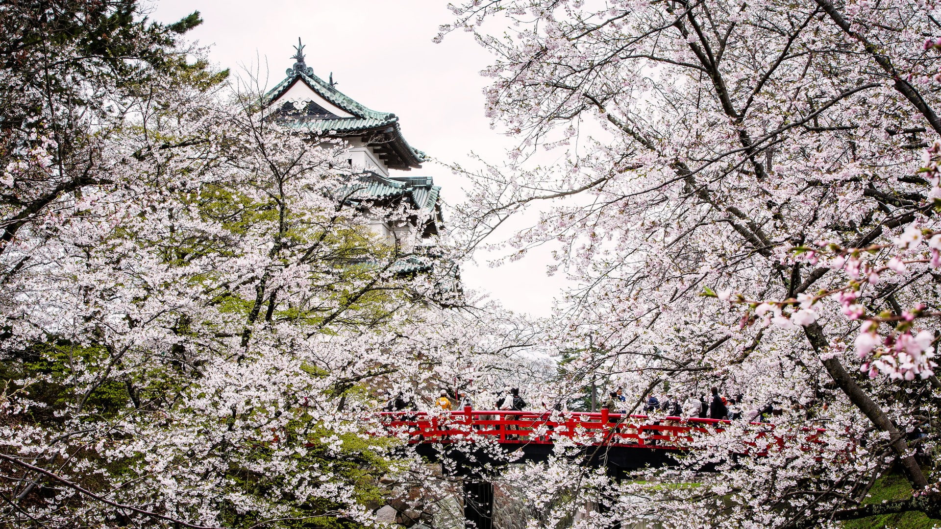 no people, building, growth, nature, blossom, branch, belief, plant, built structure, flower, cherry blossom, flowering plant, tree, day, religion, springtime, HD Wallpaper